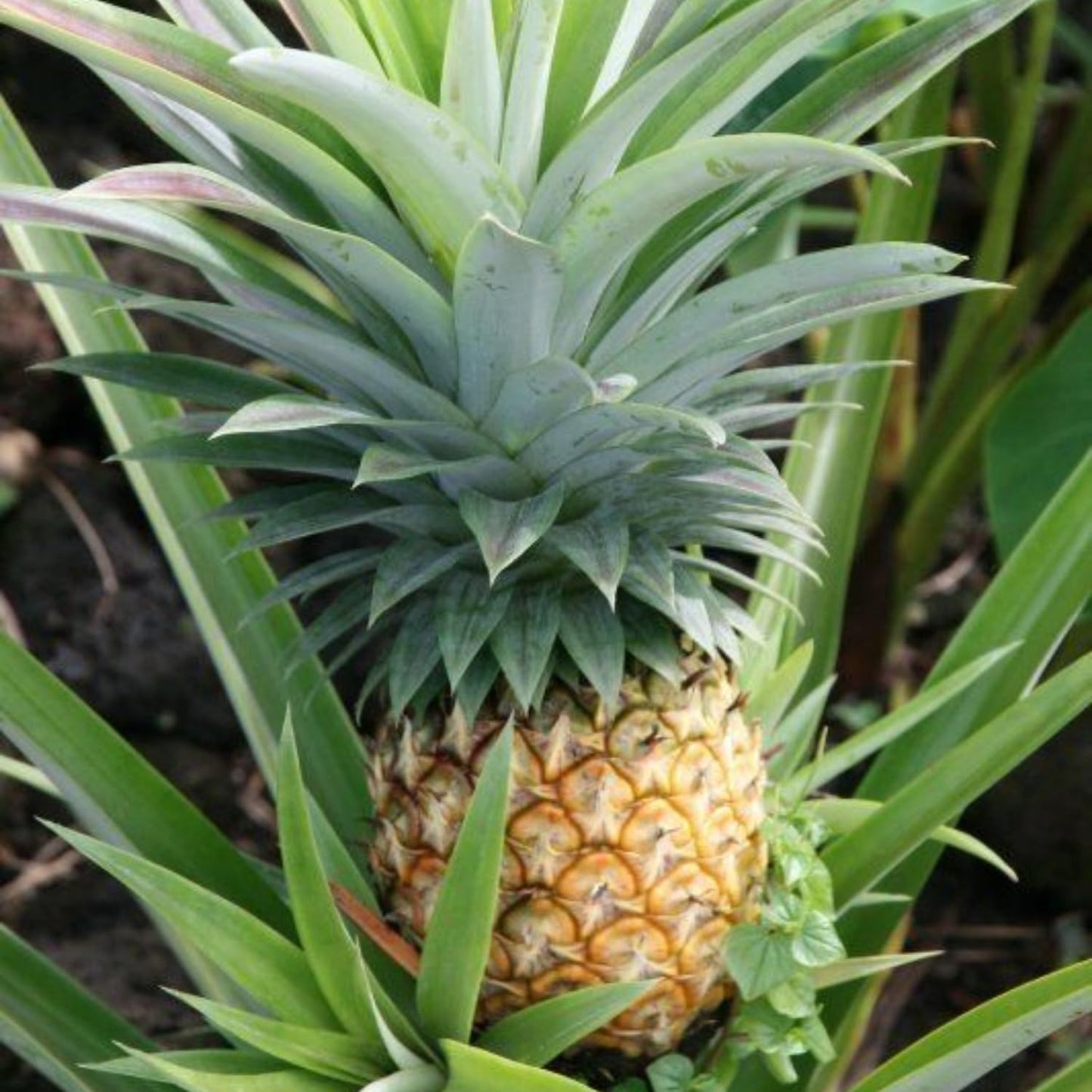 Pineapple Plant Live, Sweet Gold Pinapple Tree Live Plant, 4-6'' Tall for Outdoor Growing