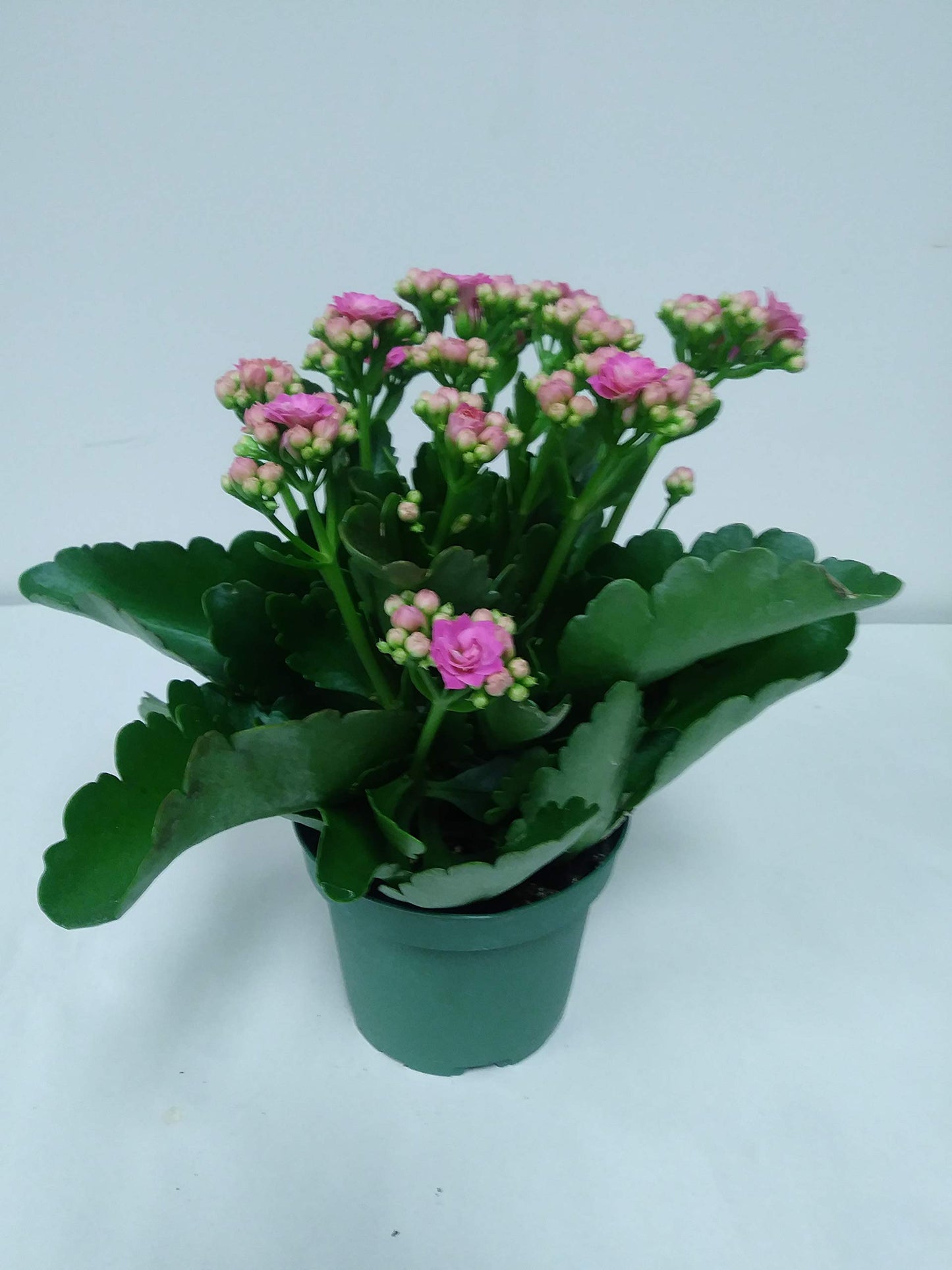 Live 4" Pink Kalanchoe with a 4" Plastic Grow Pot - 4 Inch Plant
