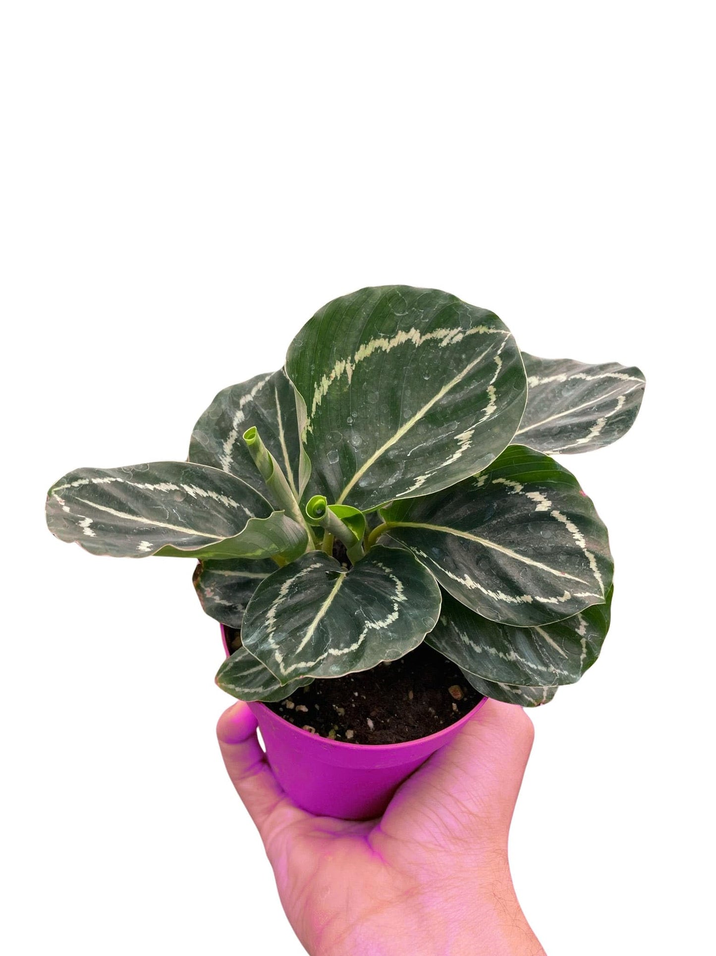 7 Pack Calathea 'Green Goddess' in 4in Pot - Live Tropical Houseplant - Easy to Grow | Air Purifying | Pet Friendly | Variegated | USA Growers | The Snobby Leaf