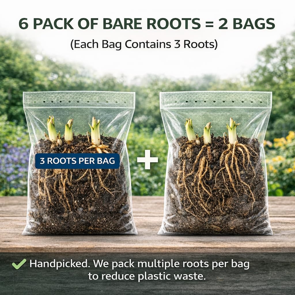 6 Pack of Mixed Heart-Shaped Hosta Bare Roots Plants - Rich Green Foliage, Low Maintenance for Your Home and Garden, Shipped Fresh & Daily from Our Coolers. 1000's Sold