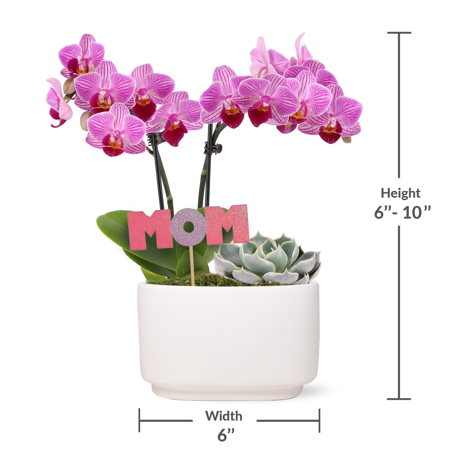 Green Circle Growers 4" Pink Orchid and Succulent Duo in White Pot with Mom Pick, Live Indoor Plants, House Plant