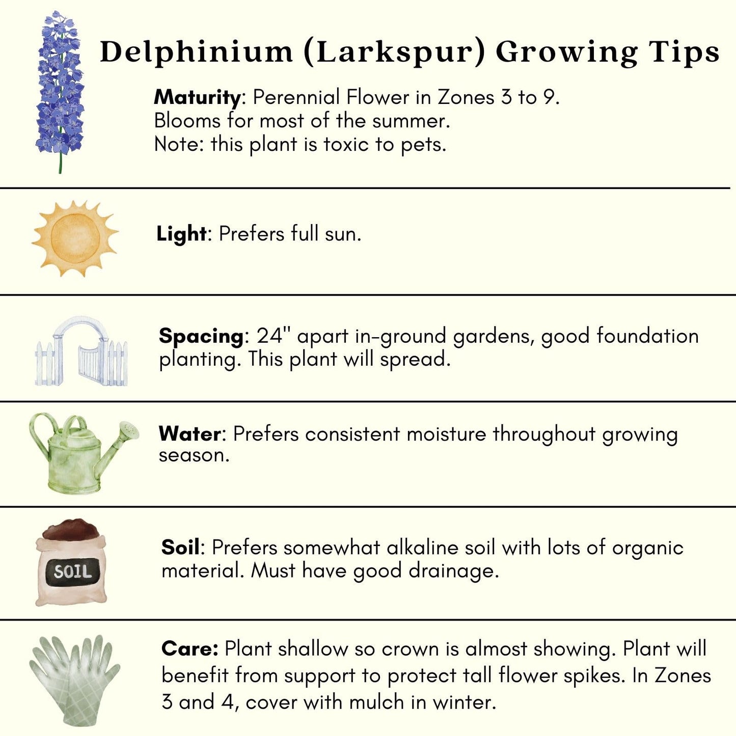 Clovers Garden Delphinium Blue Mirror (Larkspur) Plants – Two (2) Live Plants – Non-GMO - Not Seeds - Each 4" to 8" Tall – in 4" Inch Pots – Large Flower Spikes