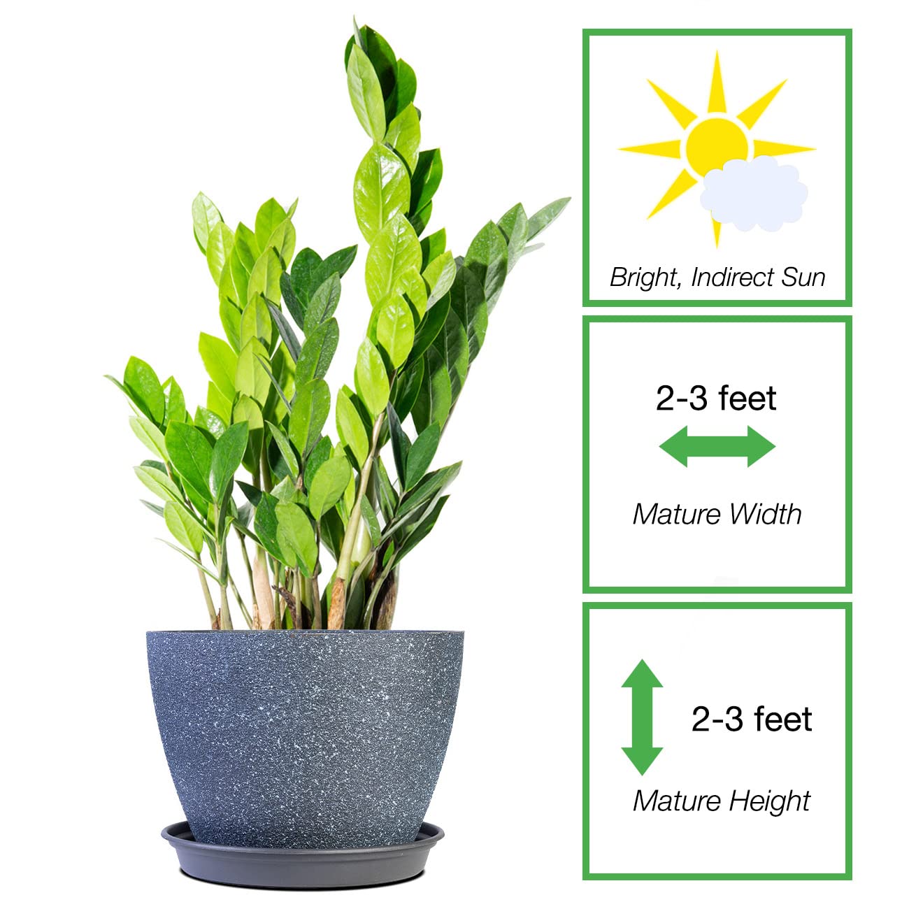 Perfect Plants ZZ Plant 6in. in Midnight Blue Décor Pot | Zamioculcas Zamiifolia | Easy Care Houseplant | Perfect for Moderate to Bright Light Conditions