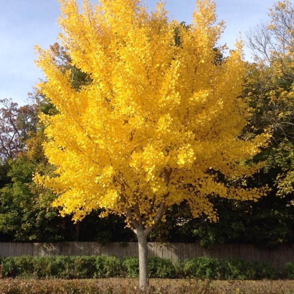 2 Ginkgo Trees Live Plants Seedlings, Hardy Ornamental Gingko Biloba Bare Roots 6-12'' Tall, Winter Dormant, Outdoor Planting