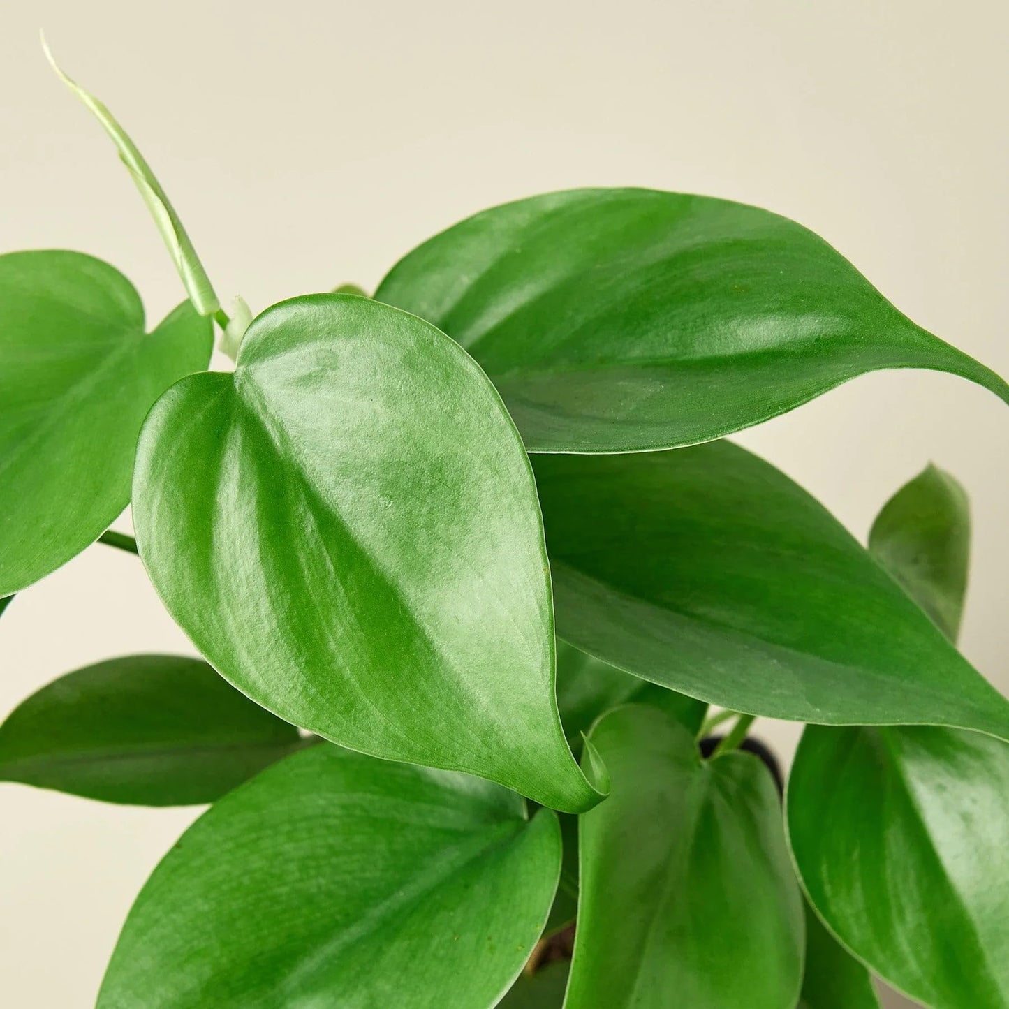 Philodendron Cordatum Heartleaf in 4in Pot - Live Plants Tropical Houseplants | Variegated | USA Growers | The Snobby Leaf