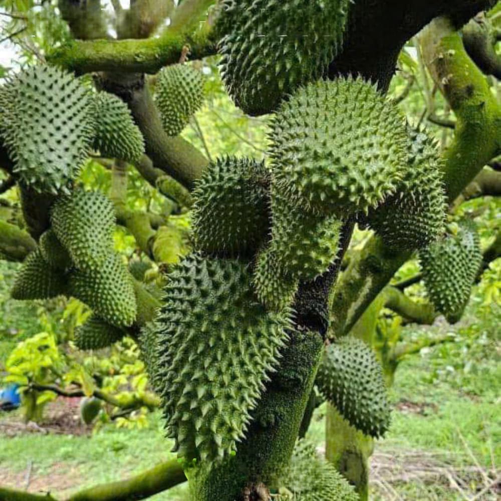 Ready to Bear Fruit Soursop Tree Live Plant in 1 Gallon Pot, 2-3 Years Old, 2-3 Feet Sweet Annona Muricata Guanabana for Outdoor Planting, No CA, Soursop Trees Grafted Tropical Fruit