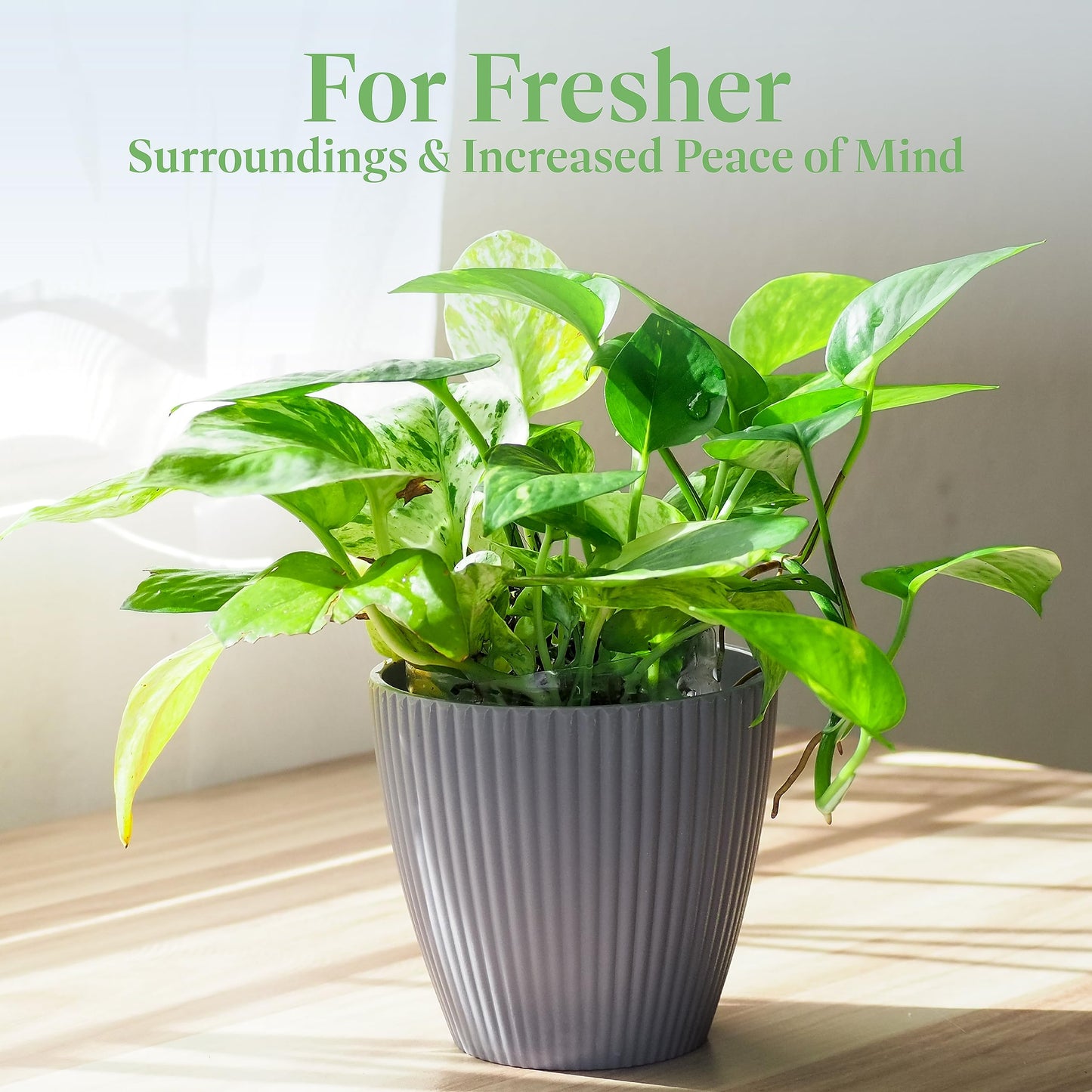 American Plant Exchange Golden Pothos – 6-Inch Pot – Live Easy Care Vining Houseplant, Air Purifying Indoor Plant for Home, Office, or Garden Decor
