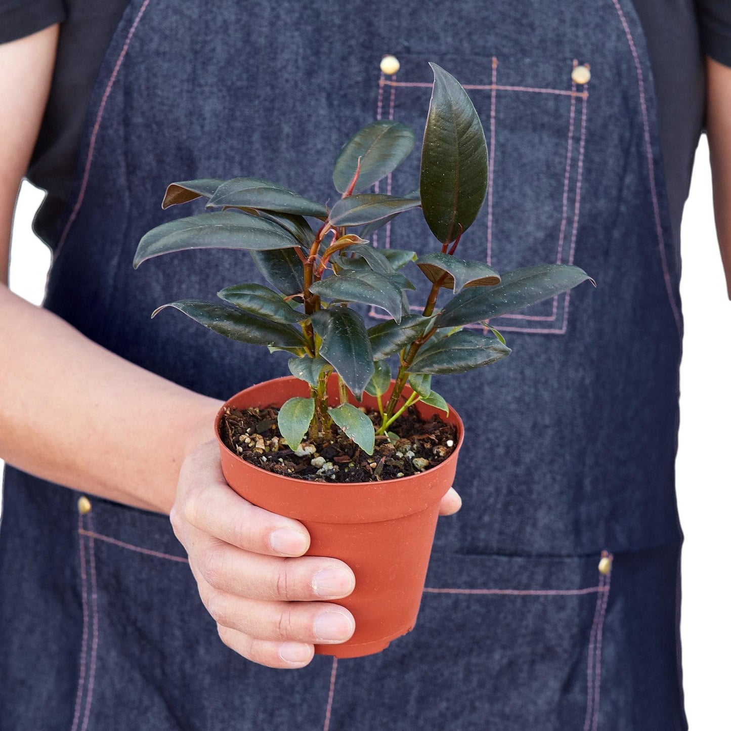 Ficus Elastica 'Burgundy' in 4in Pot - Live Plants Tropical Houseplants | Variegated | USA Growers | The Snobby Leaf