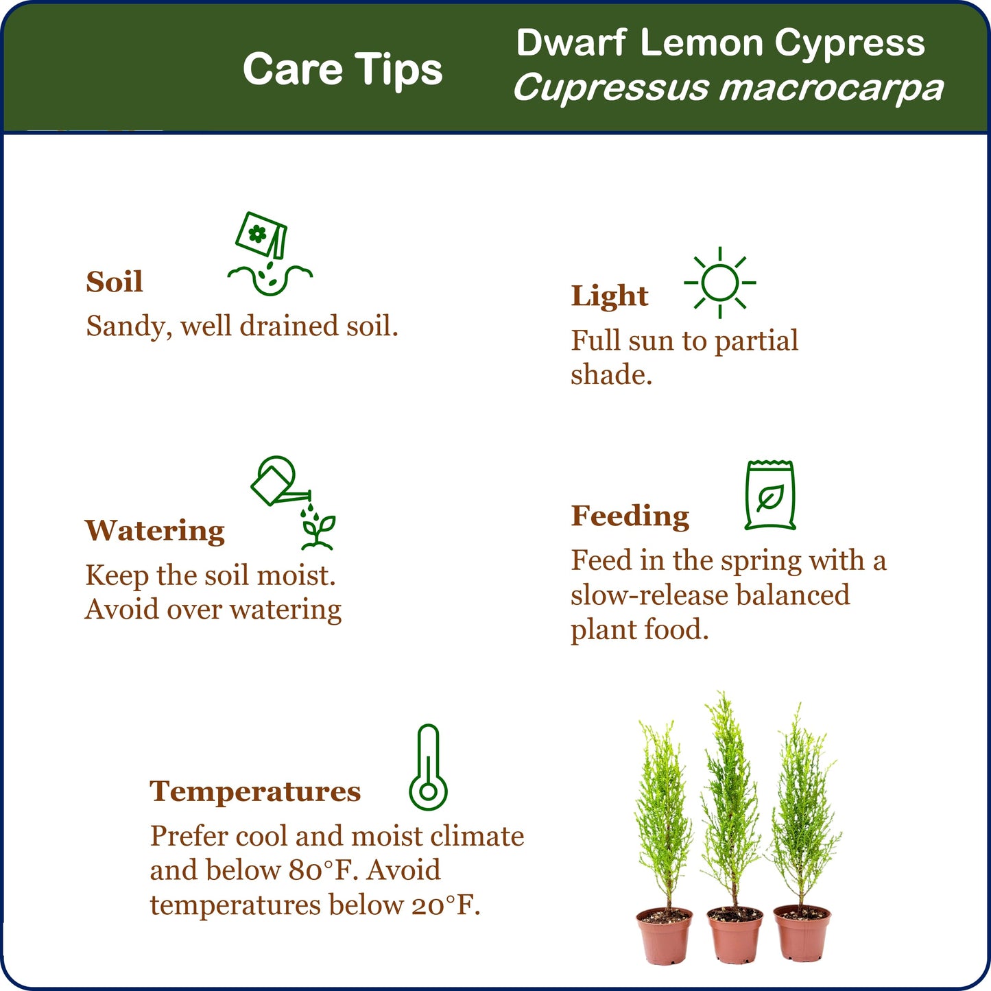 3-PK Live Dwarf Lemon Cypress, Cupressus macrocarpa ‘Goldcrest Wilma,’ Live Indoor Tree, Houseplant, Garden Plant, Fragrant Plant, 2.5-in Pot