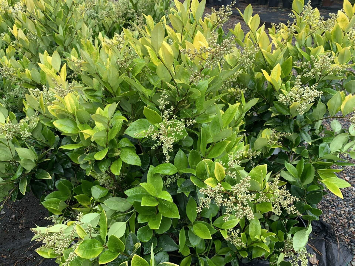 Ligustrum Japonicum Howardi I 2 Large Trade Gallon Size Plants I Variegated Privet Howard I Quality, Evergreen Japanese Privet Shrub for Ornamental Landscaping, Fast-Growing, Low-Maintenance