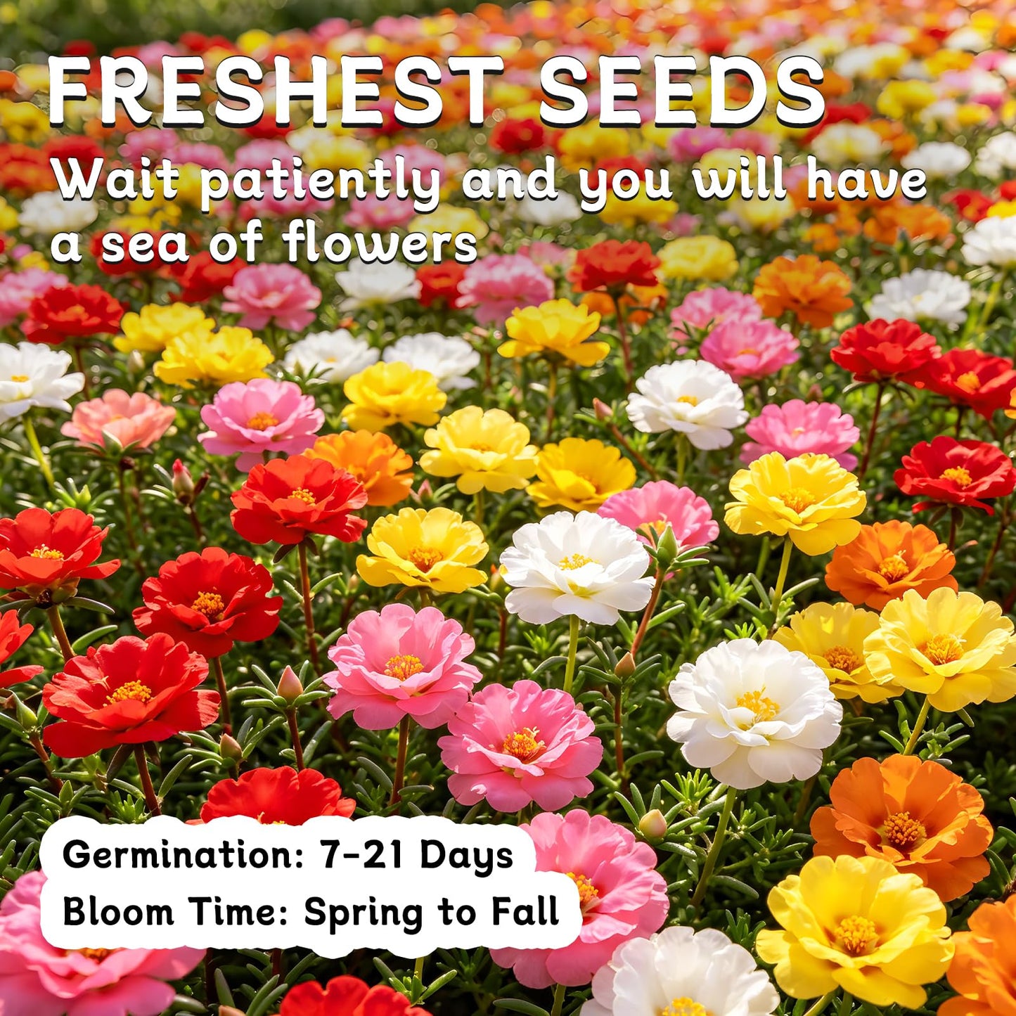 Moss Rose Seeds, 10,000+ Bulk Flower Seeds for Planting Outdoors(99% Pure Live, Non-GMO), Mixed Colors and Large Blooms, Attracts Pollinators, Easy to Grow