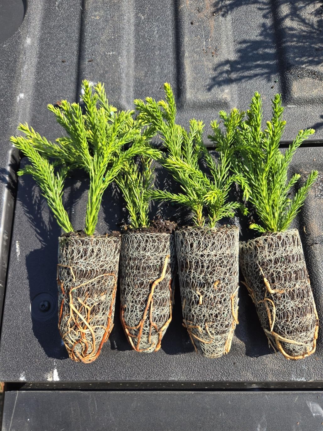 Rooted with Care | 10-Pack Cryptomeria 'Globosa Nana' Liners | Dwarf Globe Japanese Cedar