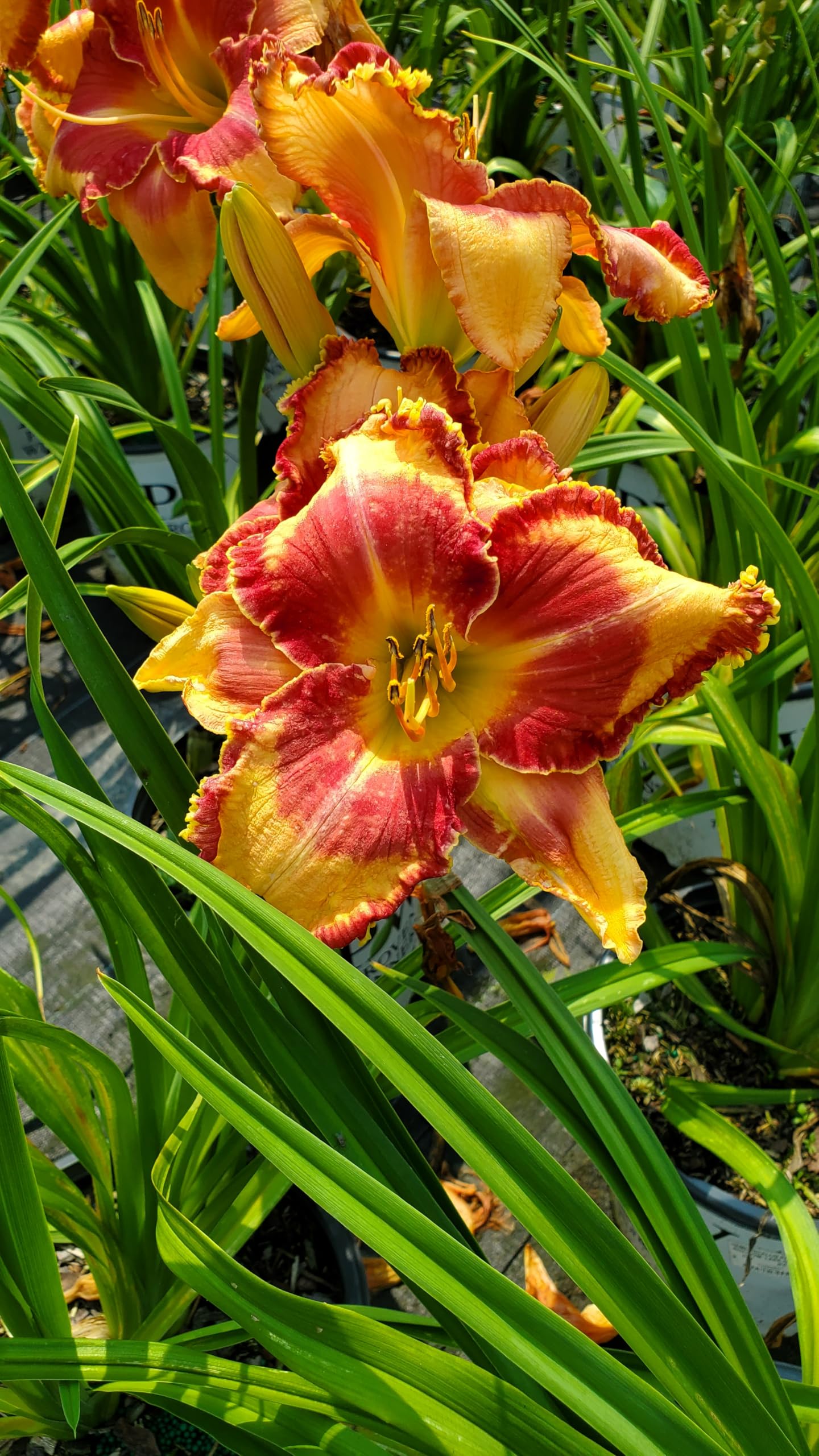 Live Plant from Green Promise Farms - Proven Winners, Hemerocallis Rainbow Rhythm 'Lake of Fire' Daylily, Orange/red Flowers - #2 Gallon Size Container