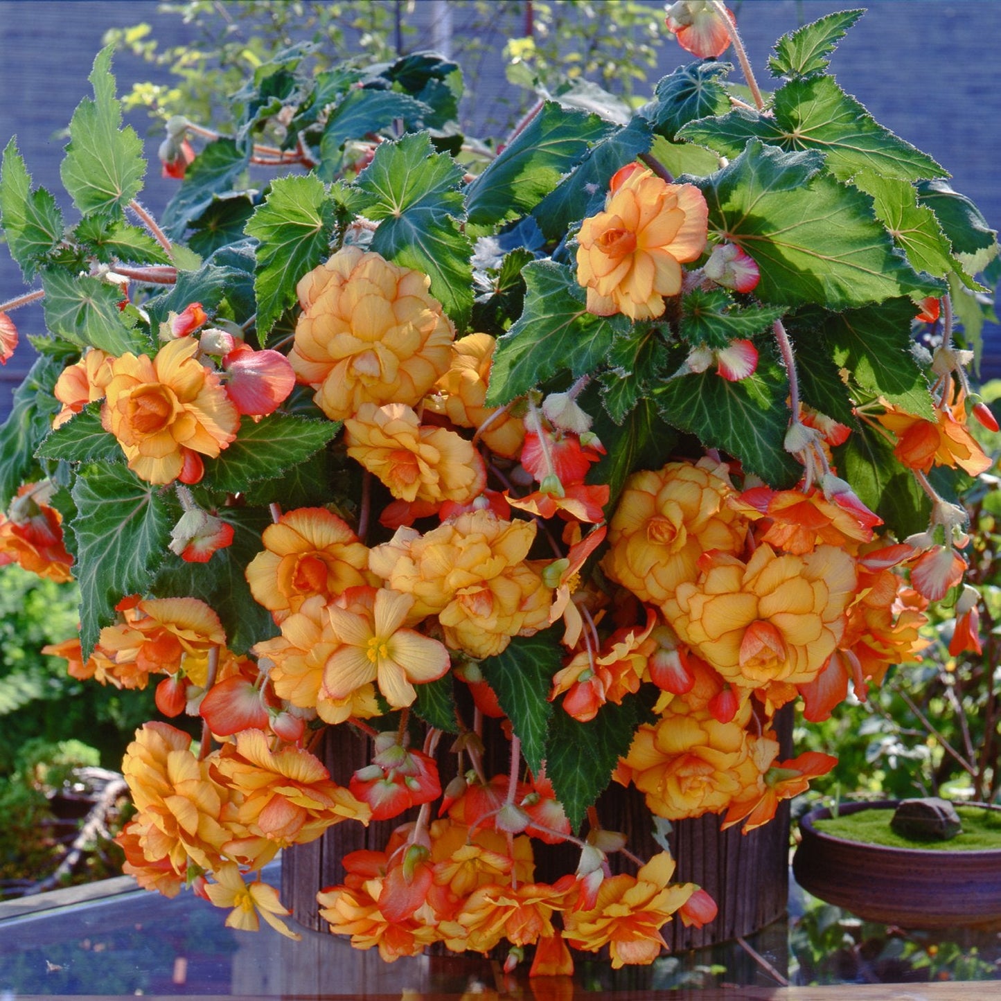 Easy to Grow Begonia 'Hanging Picotee Yellow Red Fiesta' Plant Bulbs (3 Pack) - Yellow & Orange-Red Begonia for Hanging Baskets Summer Shade Gardens