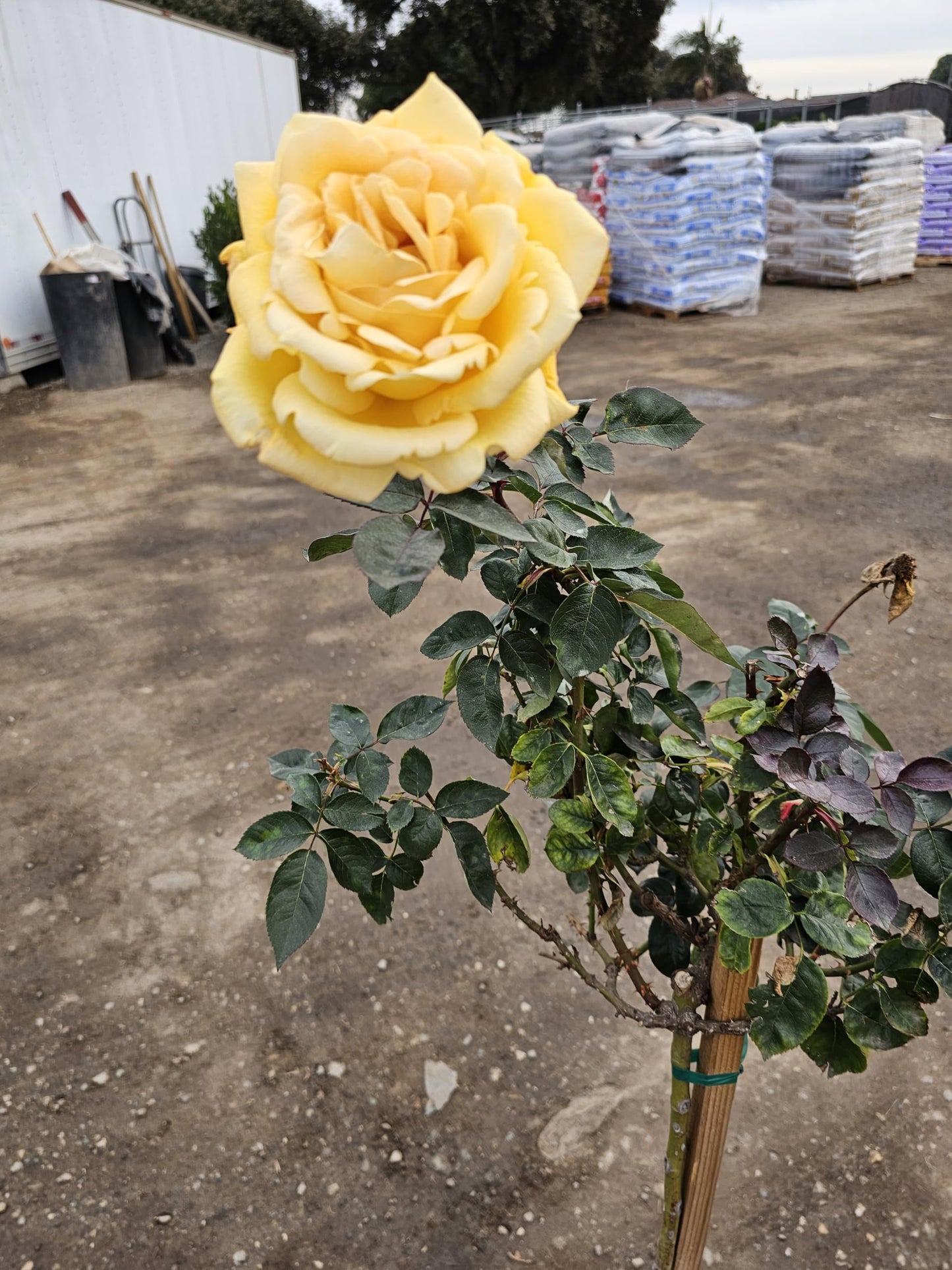 Rose Tree, Live Flowering Plant, 4-5 ft Tall, Reblooming All Year, 5 Gallon Pot (Oregold Rose - Hybrid Tea - Lightly Fragrant (Golden Yellow), 5 Gallon)