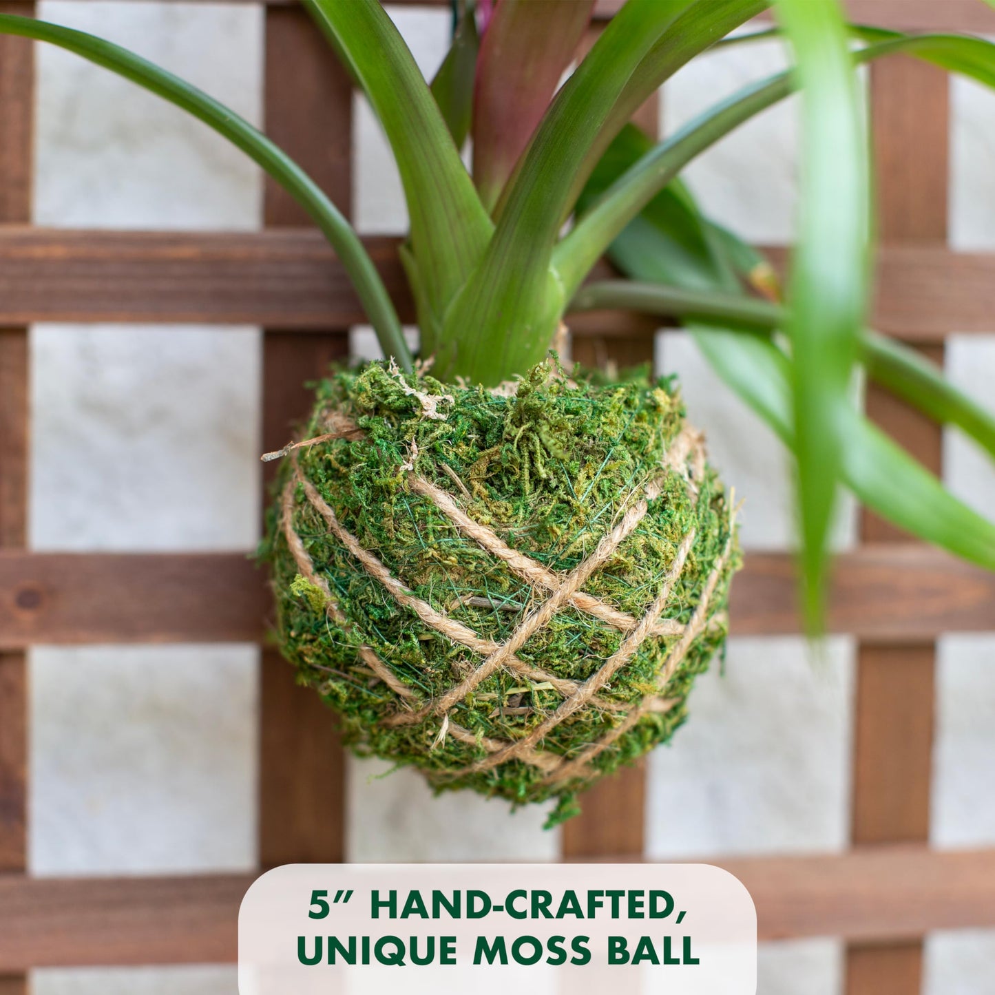 Better-GRO Bromeliad Hanging Kokedama – Indoor/Outdoor Decorative Planter, Low Maintenance Houseplant, Unique Home Decor - 12” Tall