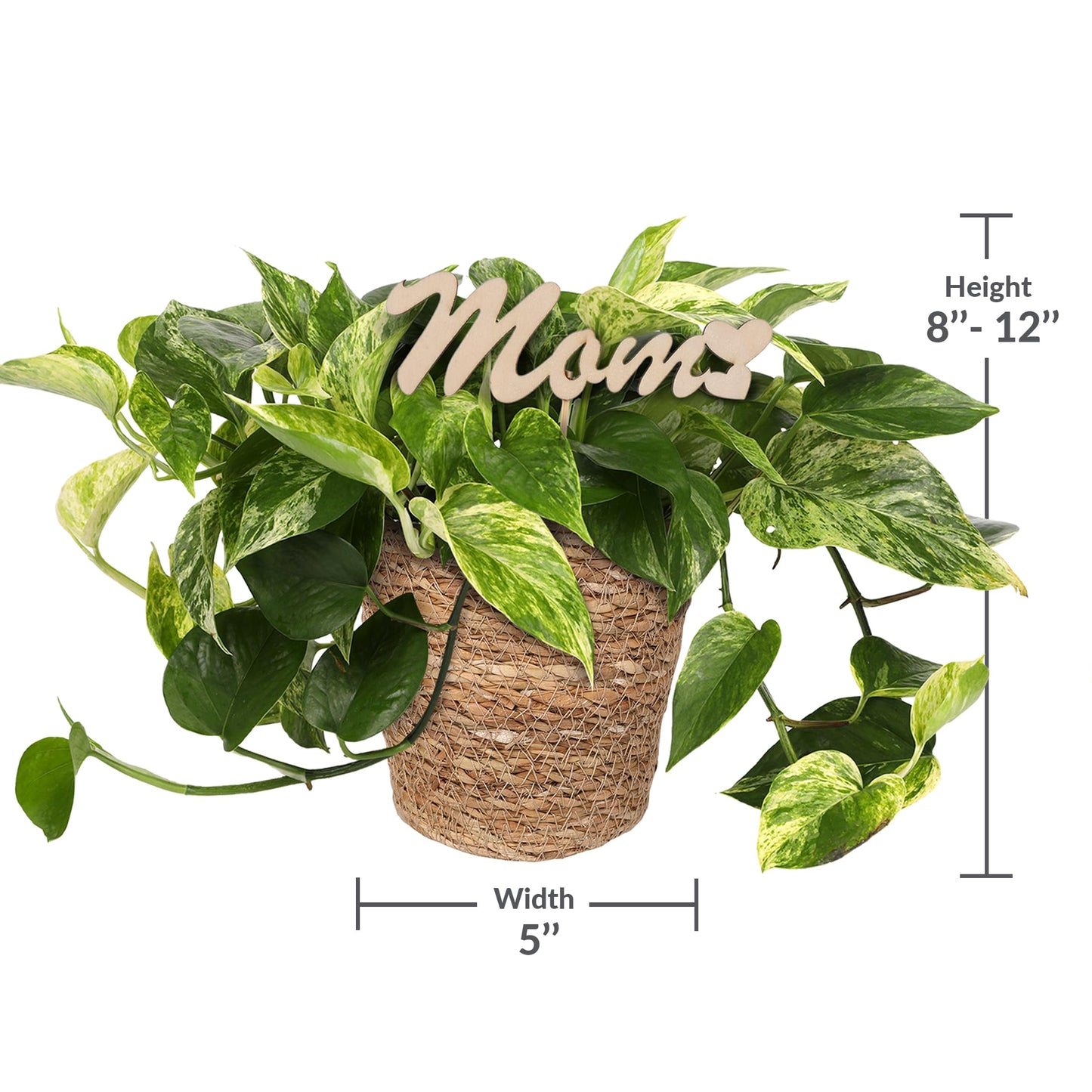 Green Circle Growers 5" Pothos in a Seagrass Pot with Mom Pick, Live Indoor Plant, House Plant