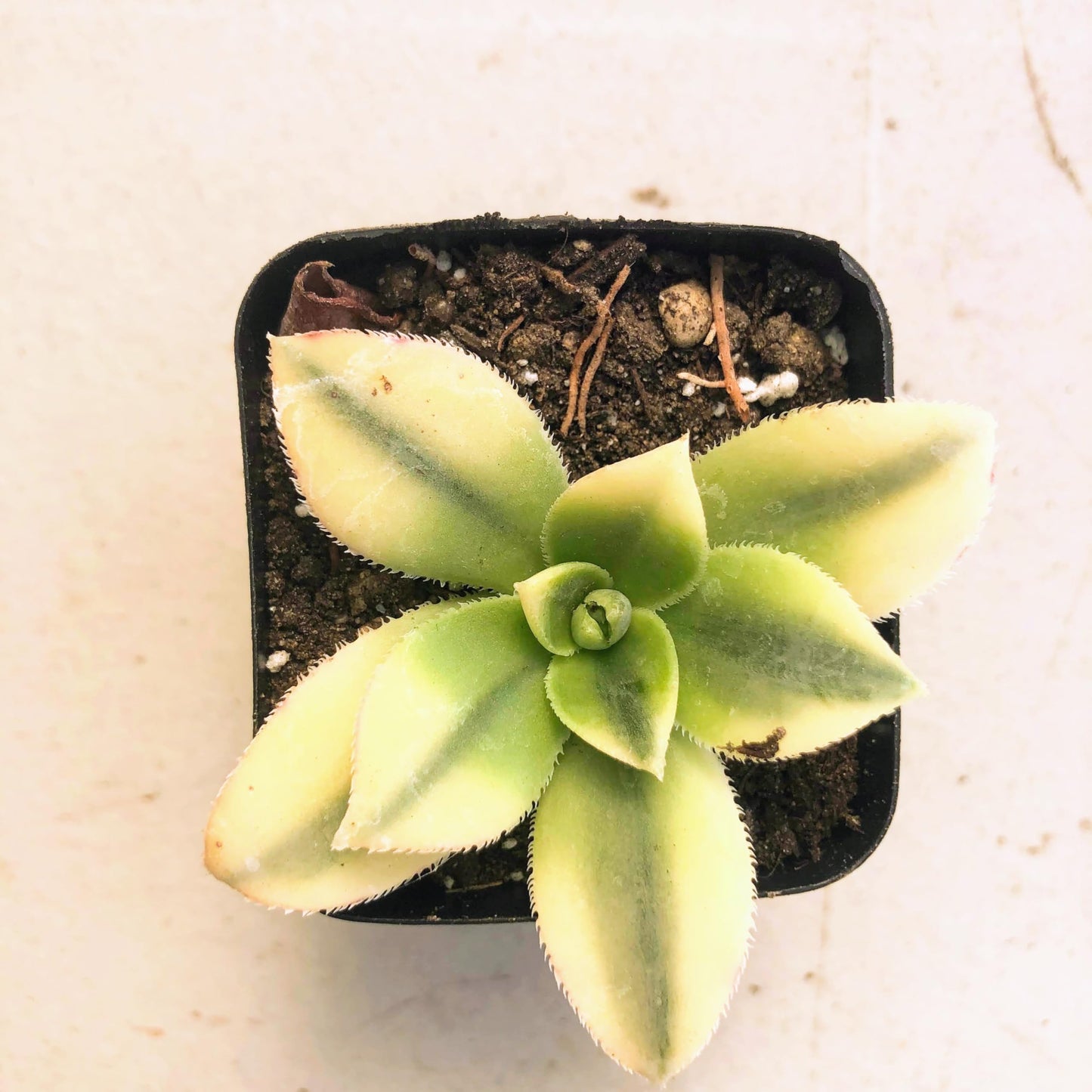 Aeonium Sunburst Succulent Rare Tri-Color Rosette β Variegated Live Plant in 2" Pot, Easy Care Drought-Tolerant Succulent, Indoor/Outdoor Patio Plant, Colorful Variegated Aeonium