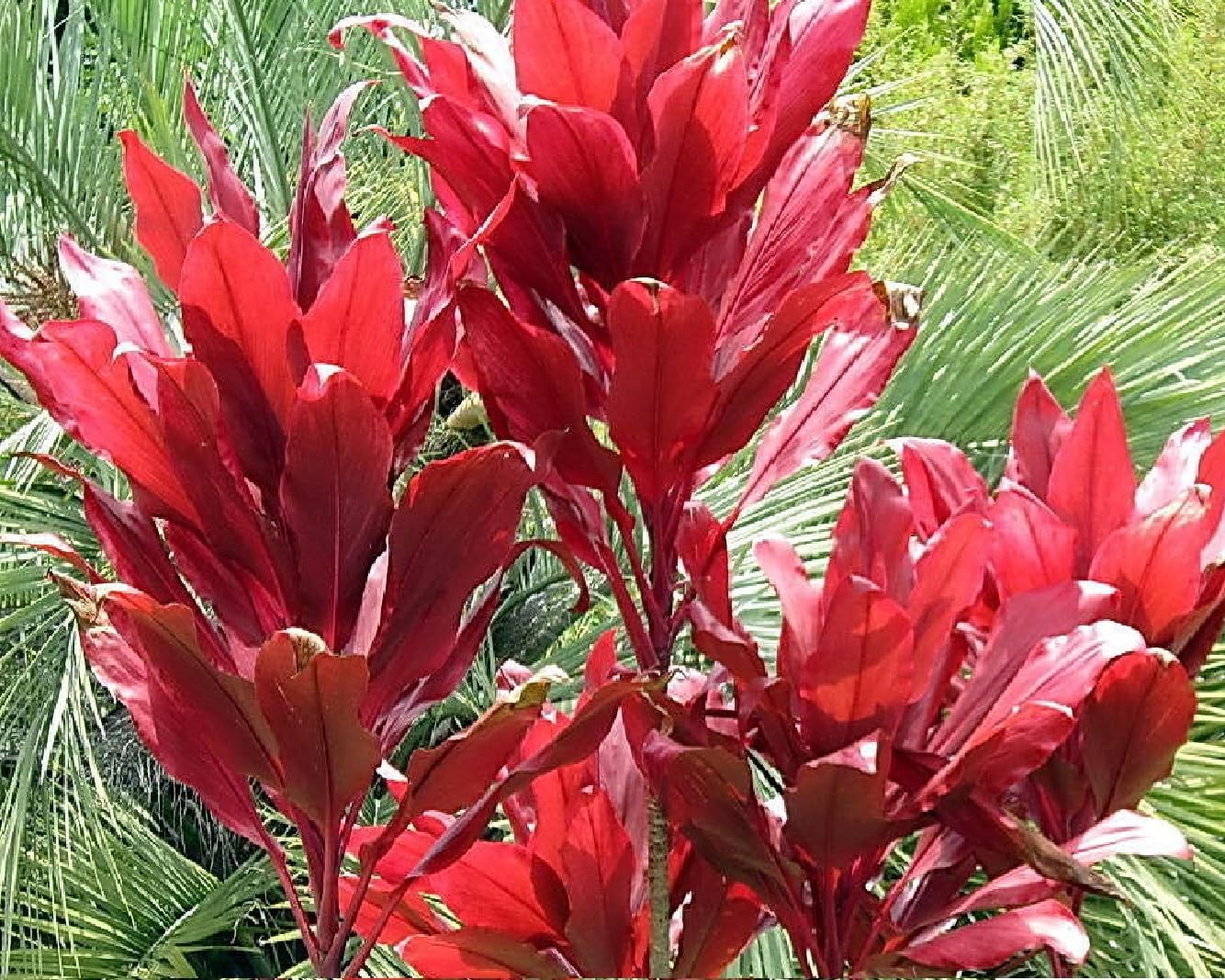 Hawaiian Red Ti Leaf Plant Logs Live Indoor/Outdoor Tropical Plants - 2 Cordyline Fruticosa Cutting Logs - Easy Care Good Luck Plant
