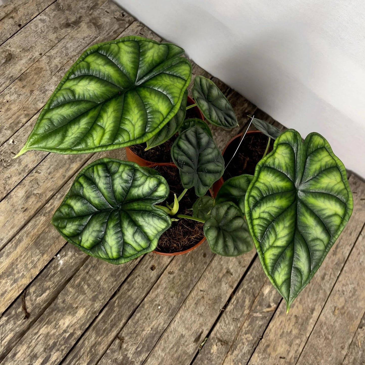 Live Plant - Dragon Scale Alocasia baginda Small Well Rooted Starter Plant