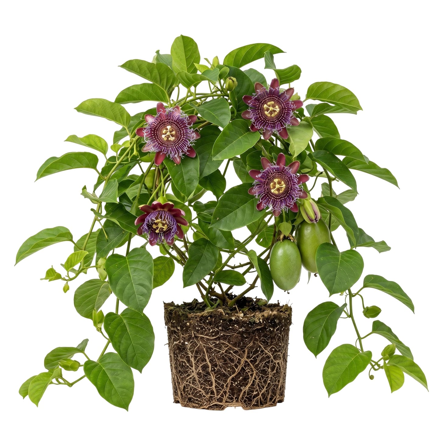 Giant Passionfruit Live Plant, Purple Passion Flower Vines Perennial Granadilla Passiflora Vine Plant 4-7 Inch Tall