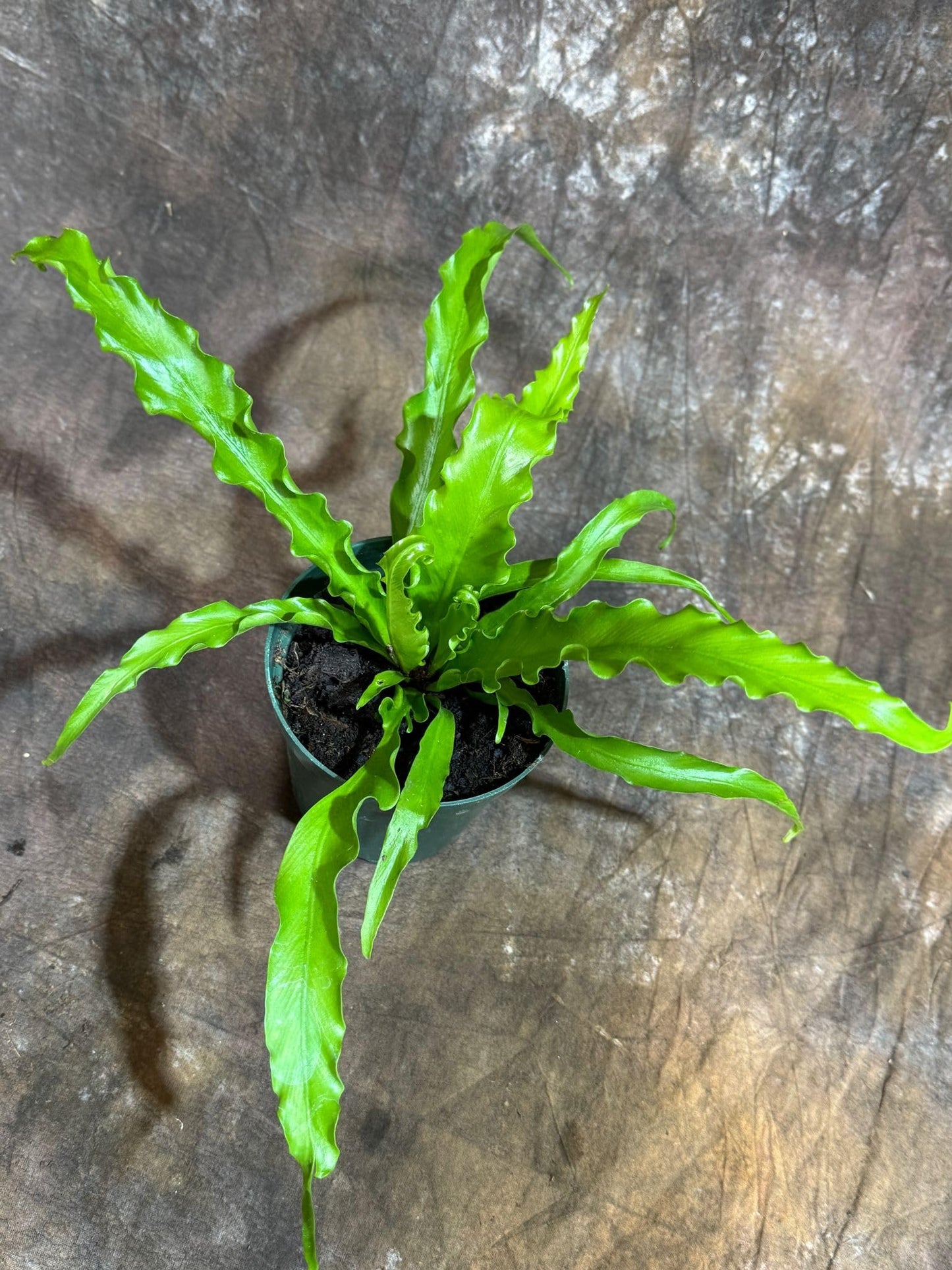 PLANTVERS Live Fern Plant in a 4" Nursey Pot | Low Maintenance Indoor Houseplant | Tropical Air Purifying Green Foliage for Home & Office Decor | Easy-Care Indoor Plant (Bird Nest Fern)