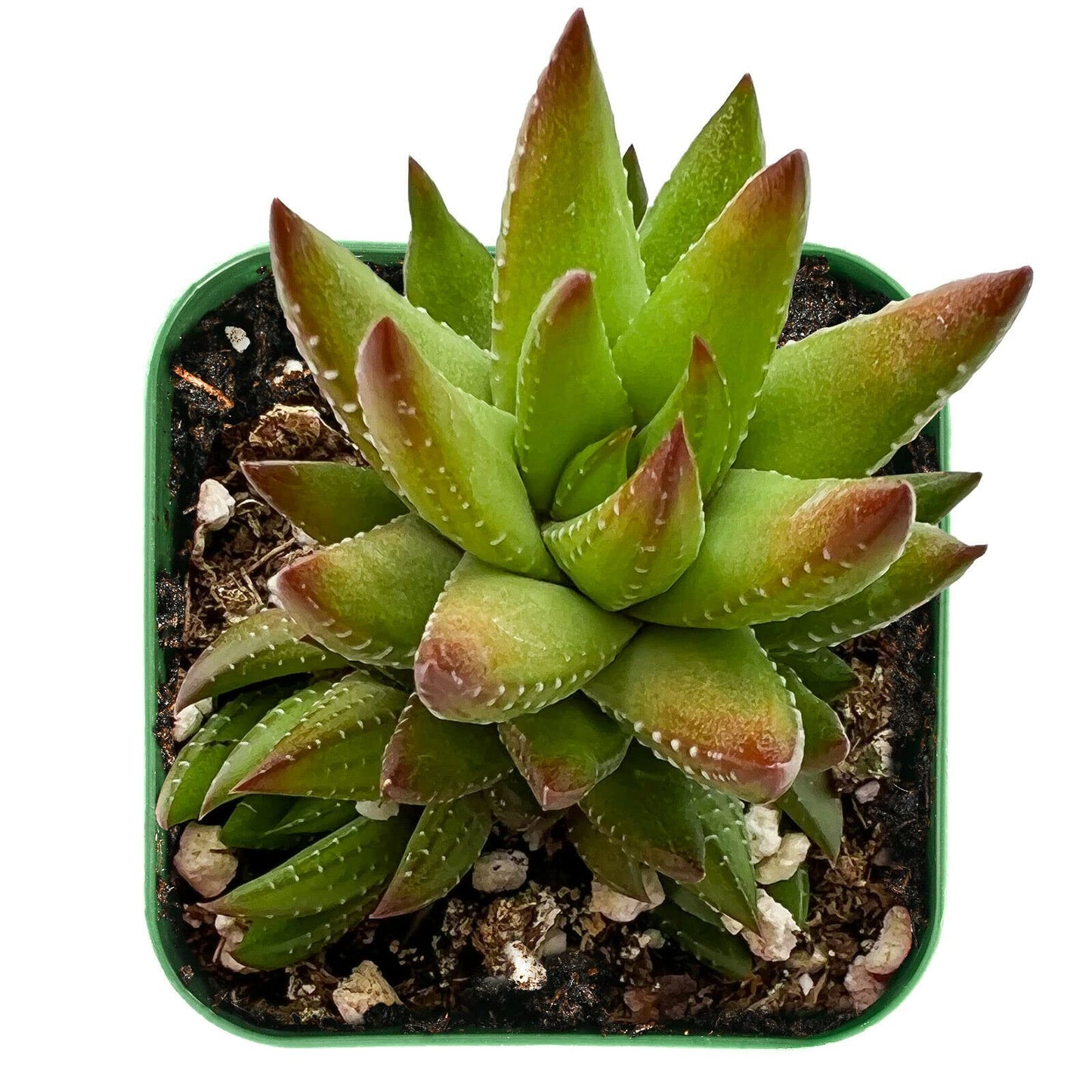 1 Live Haworthia Rubrobrunnea | Rooted Succulent Plant 2'' Pot