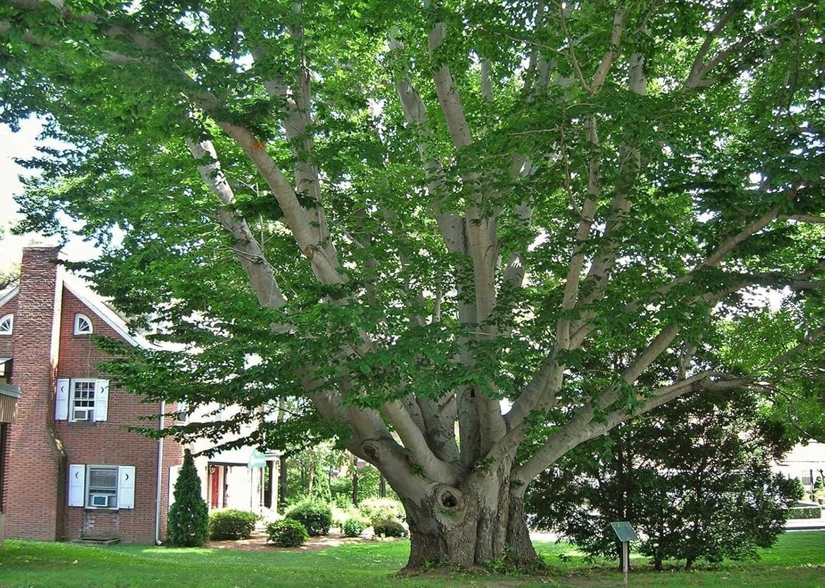 2 American Beech Trees - 12-18" Tall Live Plants - Hardwood Shade Tree Seedling - Fagus grandifolia - (2 Pack)