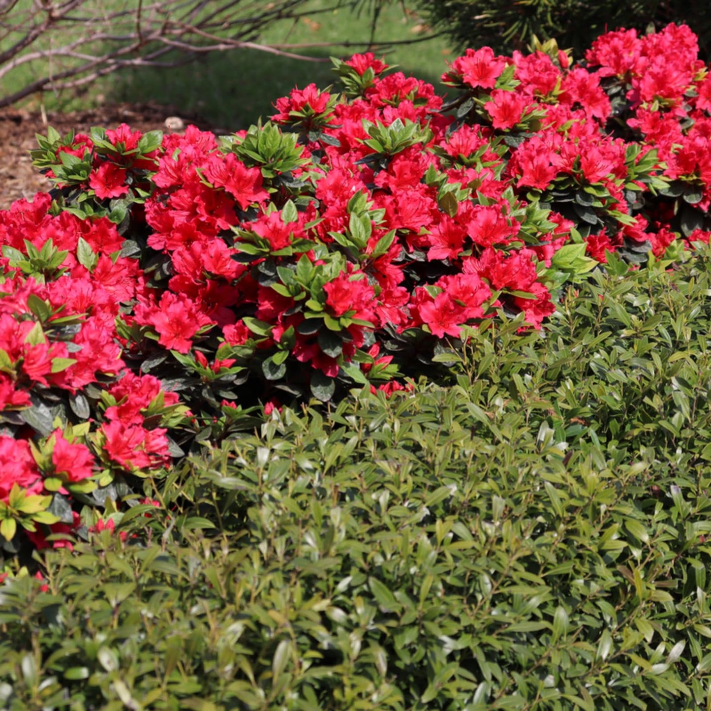 Proven Winners Perfecto Mundo Red Reblooming Azalea (Rhododendron x) Live Plant, 4.5" Qt, 4 Pack