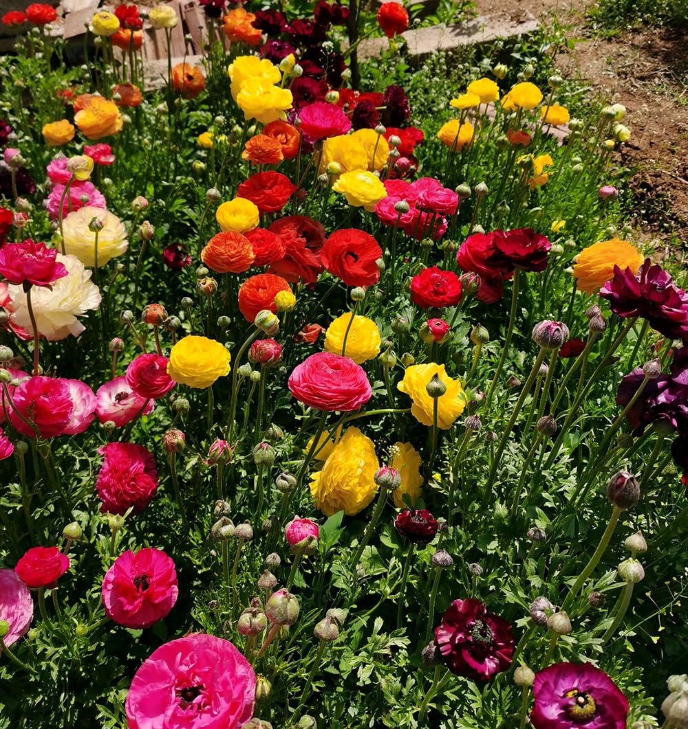10pcs Peony Ranunculus Bulbs Mixed Corms Flower Bulb Garden Blooms Planting (Mixed)