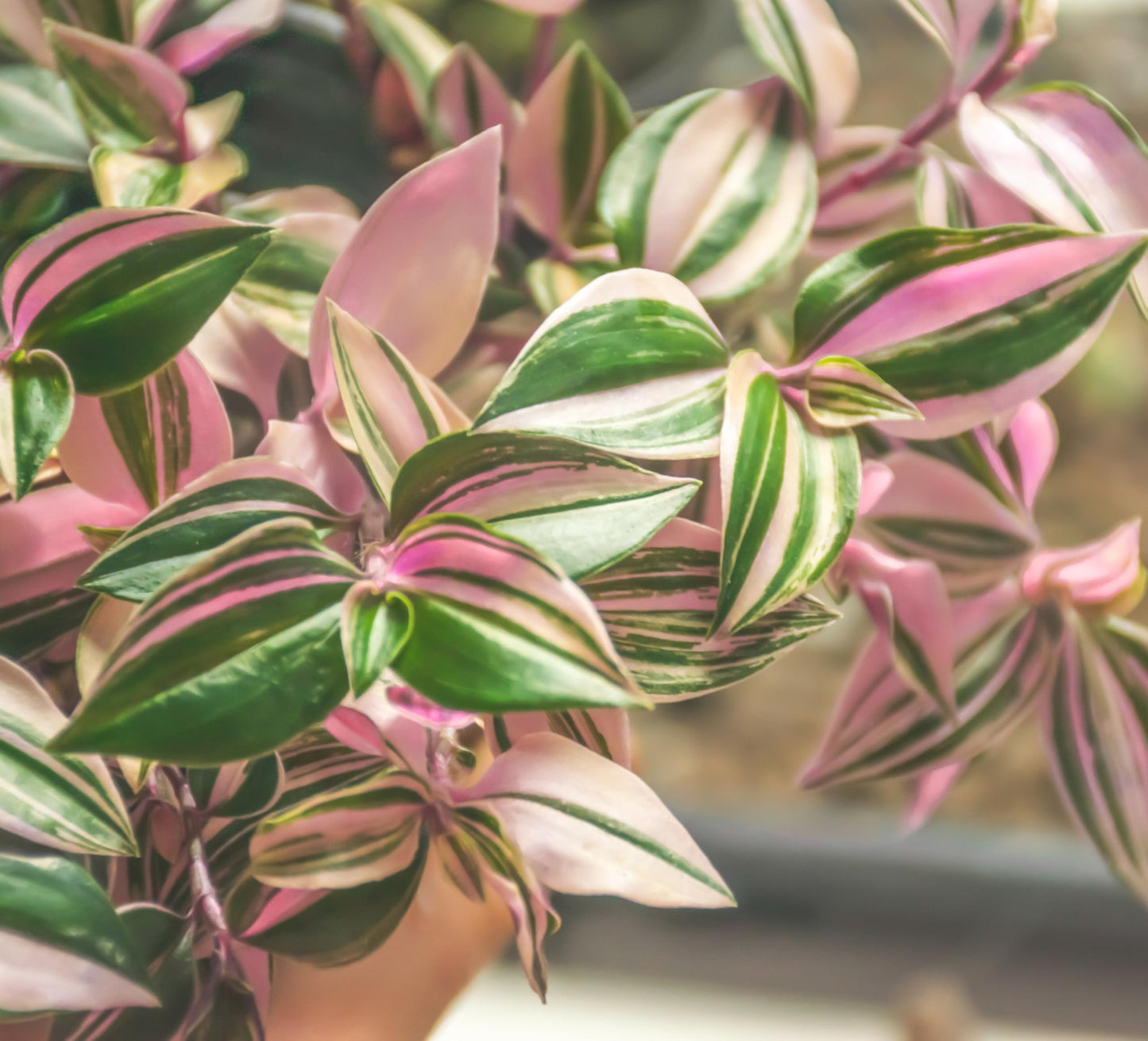 2 Tricolor Wandering Jew Cuttings (Tradescantia Tricolor) – Live Plant Cuttings for Growing – Pink, White & Green Variegated Houseplant – Easy to Root