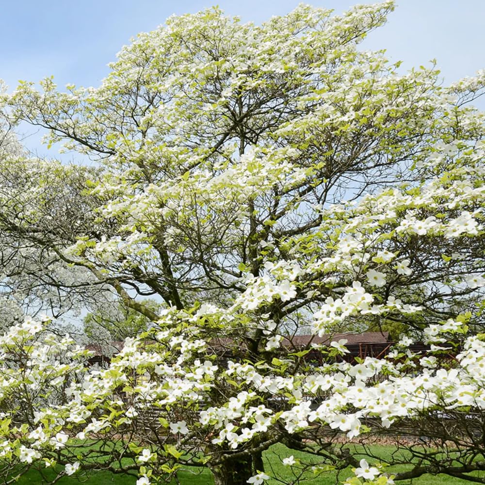 White Dogwood Tree Live Plant for Planting Outdoor, 6-13 Inch Tall, Dogwood Live Plant Dogwood Bush, Dogwood Plant Live, in Pot