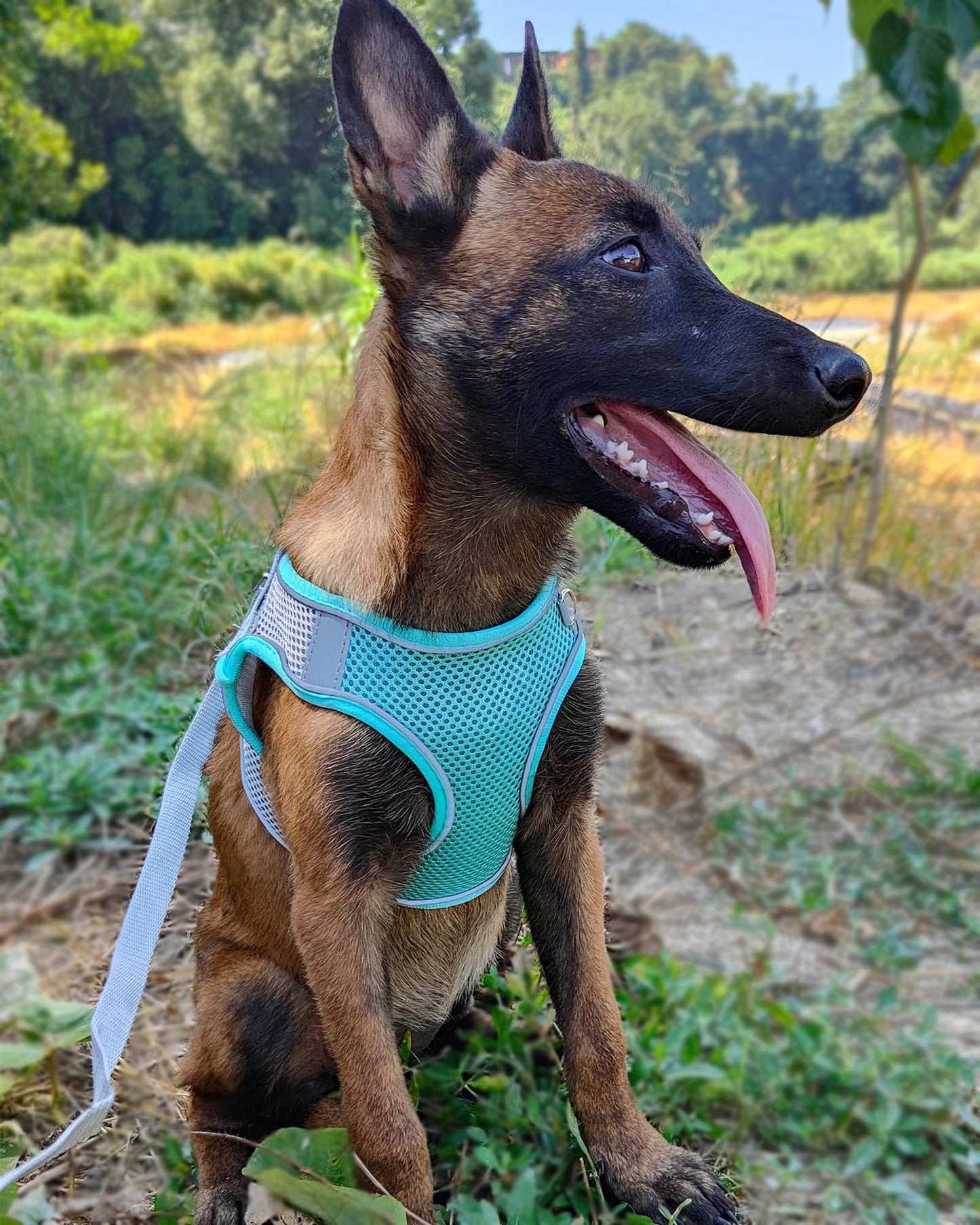 Solmoony Soft Mesh Dog Harness and Leash Set for Small Medium Dogs, Step in Adjustable with Padded Vest (XS, Green)