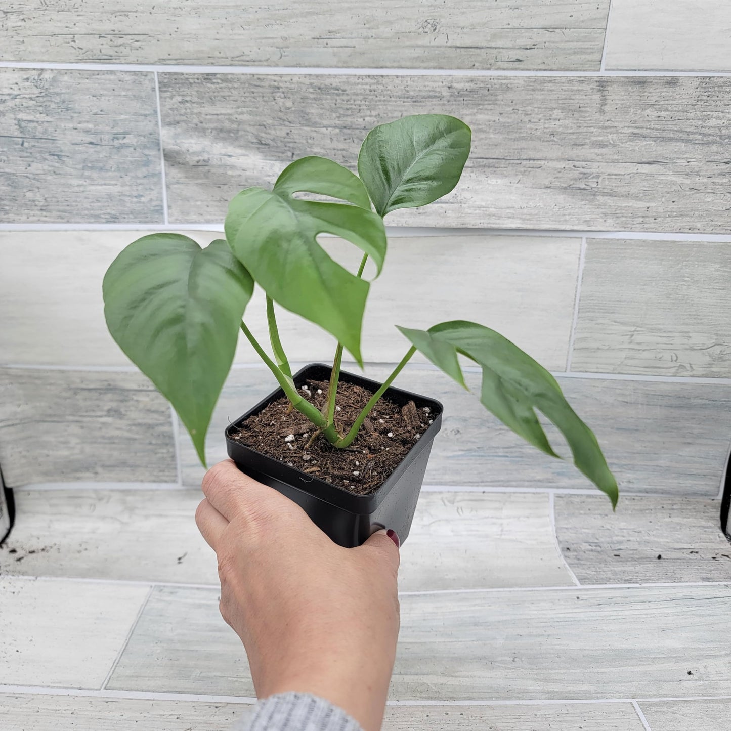 Rare Mini Monstera Philodendron Rhaphidophora Tetrasperma Live Plant - Indoor Plants Live Houseplants - Ginny Monstera Plant in 4" Pot by 3exoticgreen