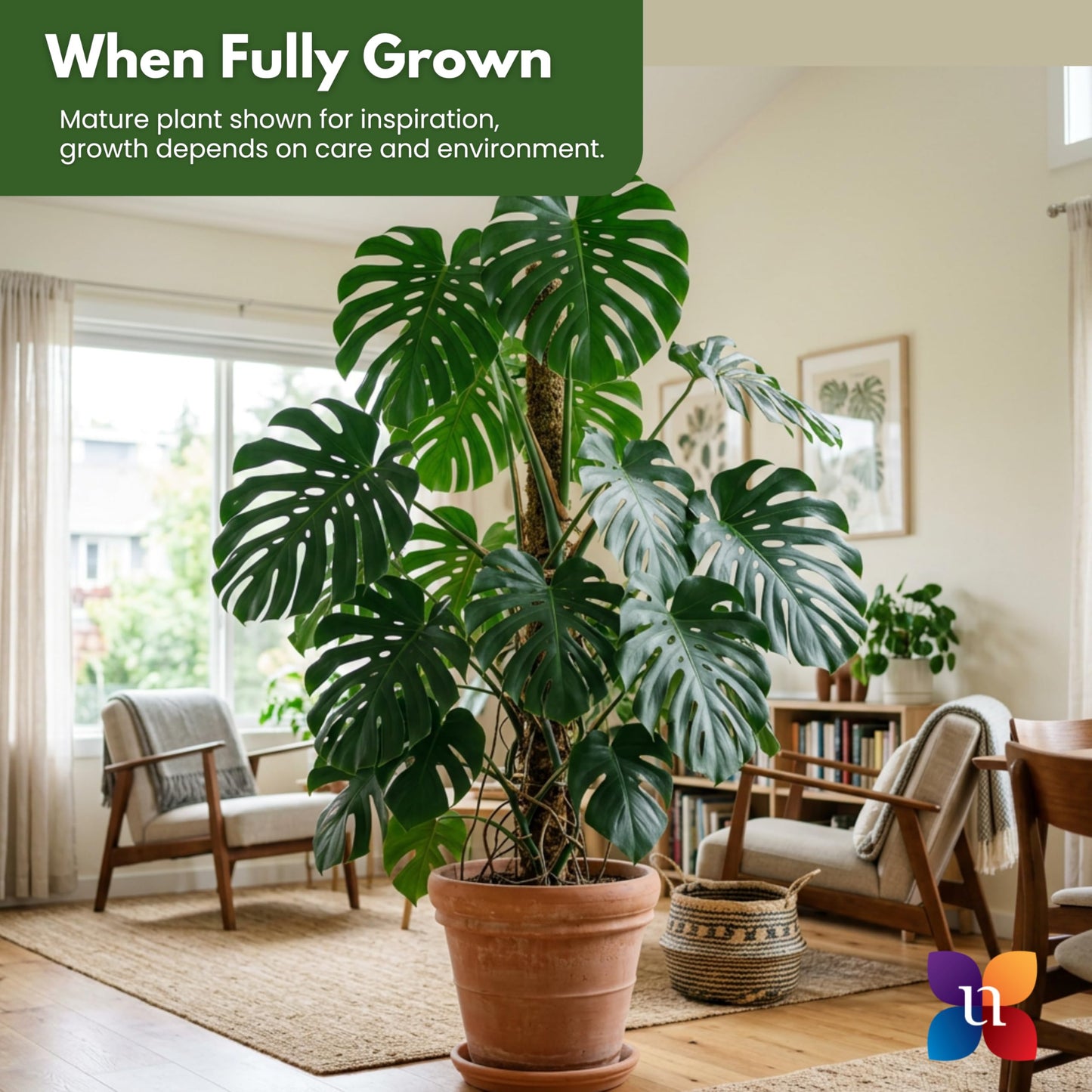 Monstera Deliciosa Live Plant by United Nursery, Swiss Cheese Plant, 24–28 inches Tall in 10 inch Plant Pot, Indoor House Plant, Easy Care Floor Plant for Patio, Office, or Home Decor