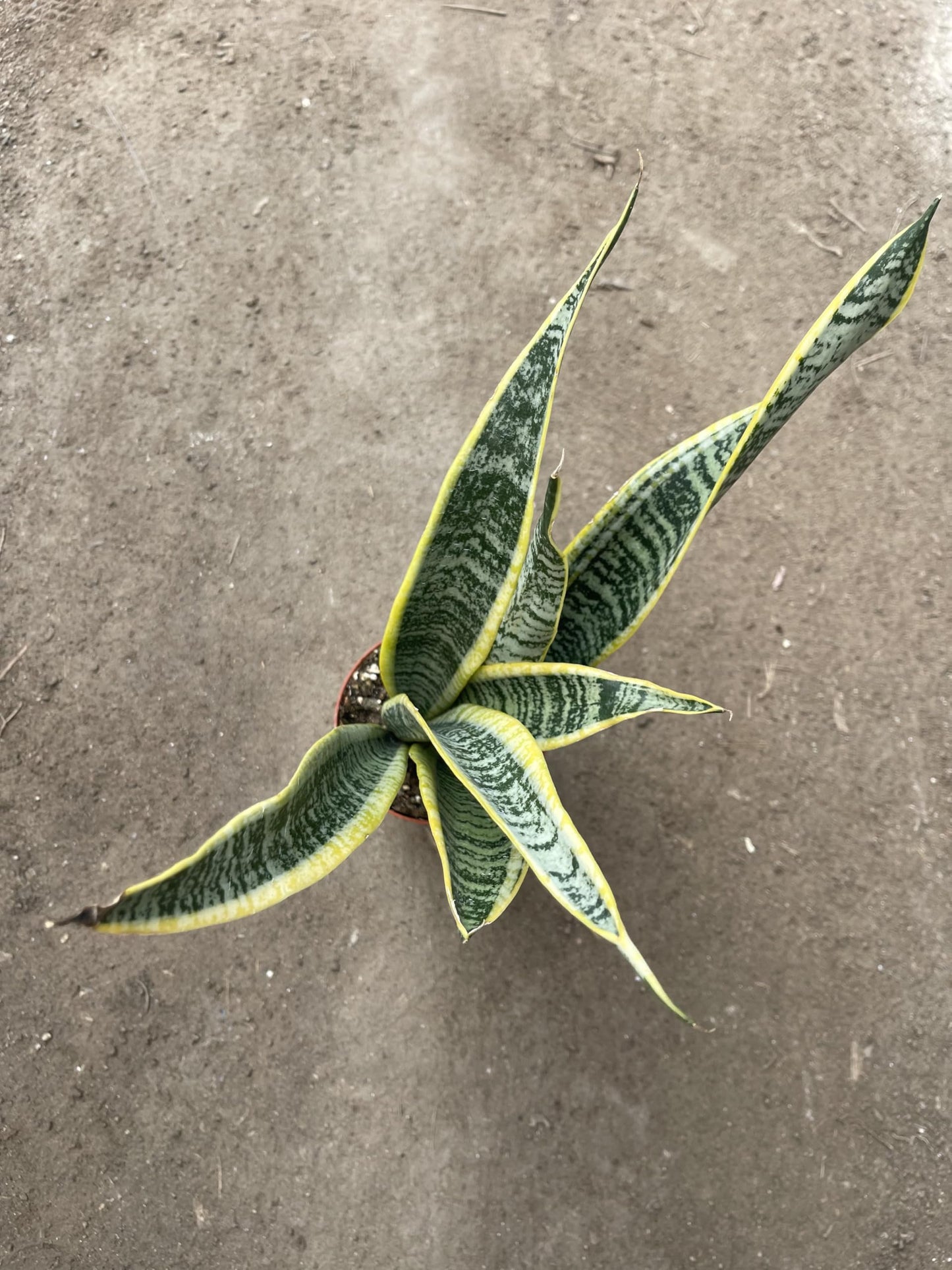 Live Snake Plant (Sansevieria/Dracaena Trifasciata) – 4 Inch Potted Indoor Plant – Easy Care Air Purifying Houseplant – Low Light Succulent for Home or Office Decor Around 12in Leaves