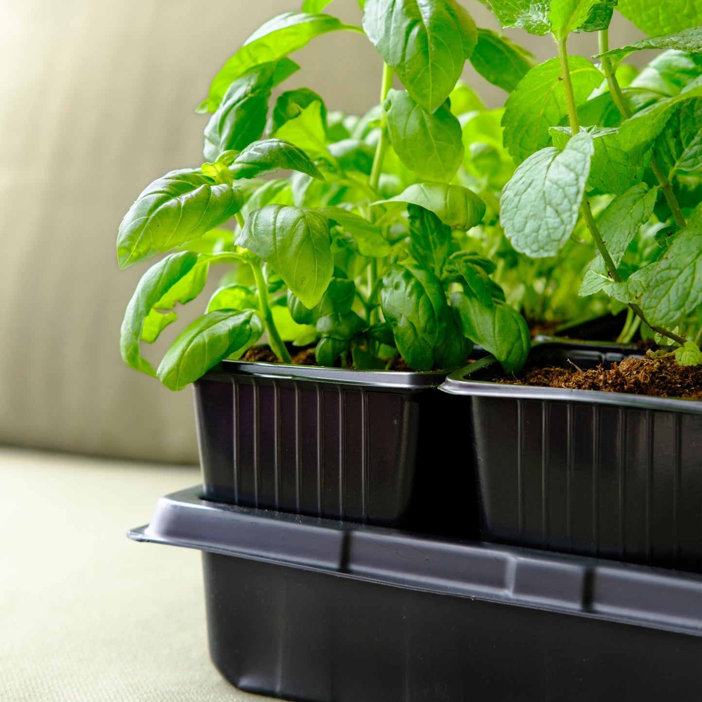 Carpathen Indoor Greenhouse with Grow Lights and 60 Nursery Pots Pack - 4 Tiers 27.2" L x 19.3" W x 54" H with 2 Dimmable 15W Full Spectrum LED Light Strips and Spectrum Control and Heat Mat
