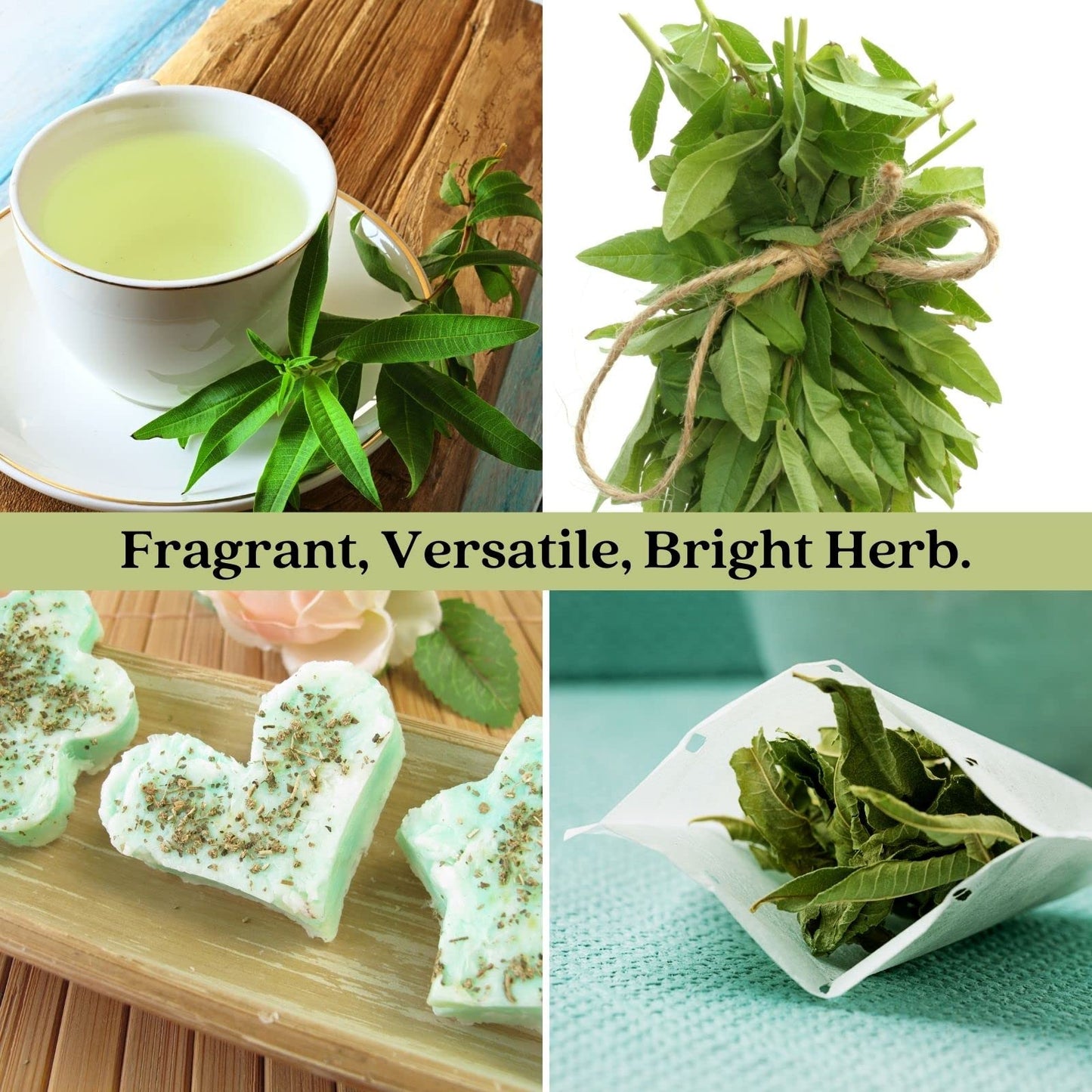 Clovers Garden Lemon Verbena Herb Plants – Two (2) Live Plants – Non-GMO - Not Seeds - Each 4" to 8" Tall – in 4" Inch Pots - Bright Lemony Herb, Great Grower