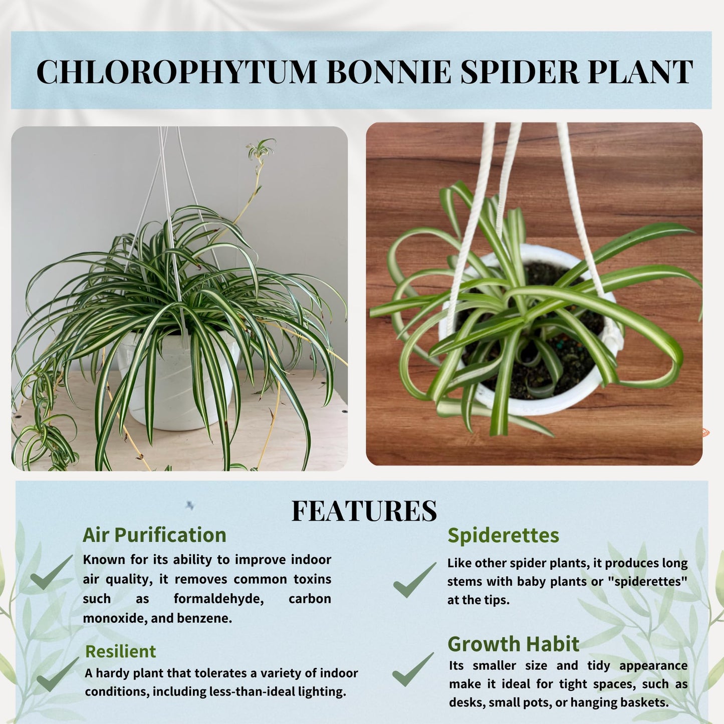 Spider Plant (Chlorophytum comosum) Live Plant in 4-Inch Pot - Easy Care Green & White Variegated Air-Purifying Houseplant for Home, Office, and Gifts (Heat Pack Included)