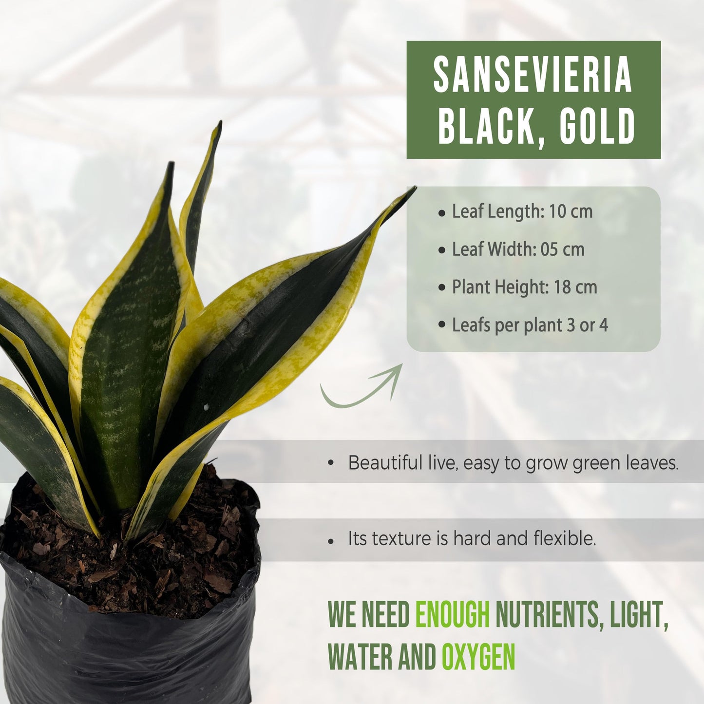 LEAL PLANTS ECUADOR Sansevieria Black and Gold (Pack of 2)| Natural Indoor Décor | Low-Maintenance Air-Purifying Plant | Snake Plant | Bowstring Hemp | Indoor Snake Plant | Sansevieria Plant Live