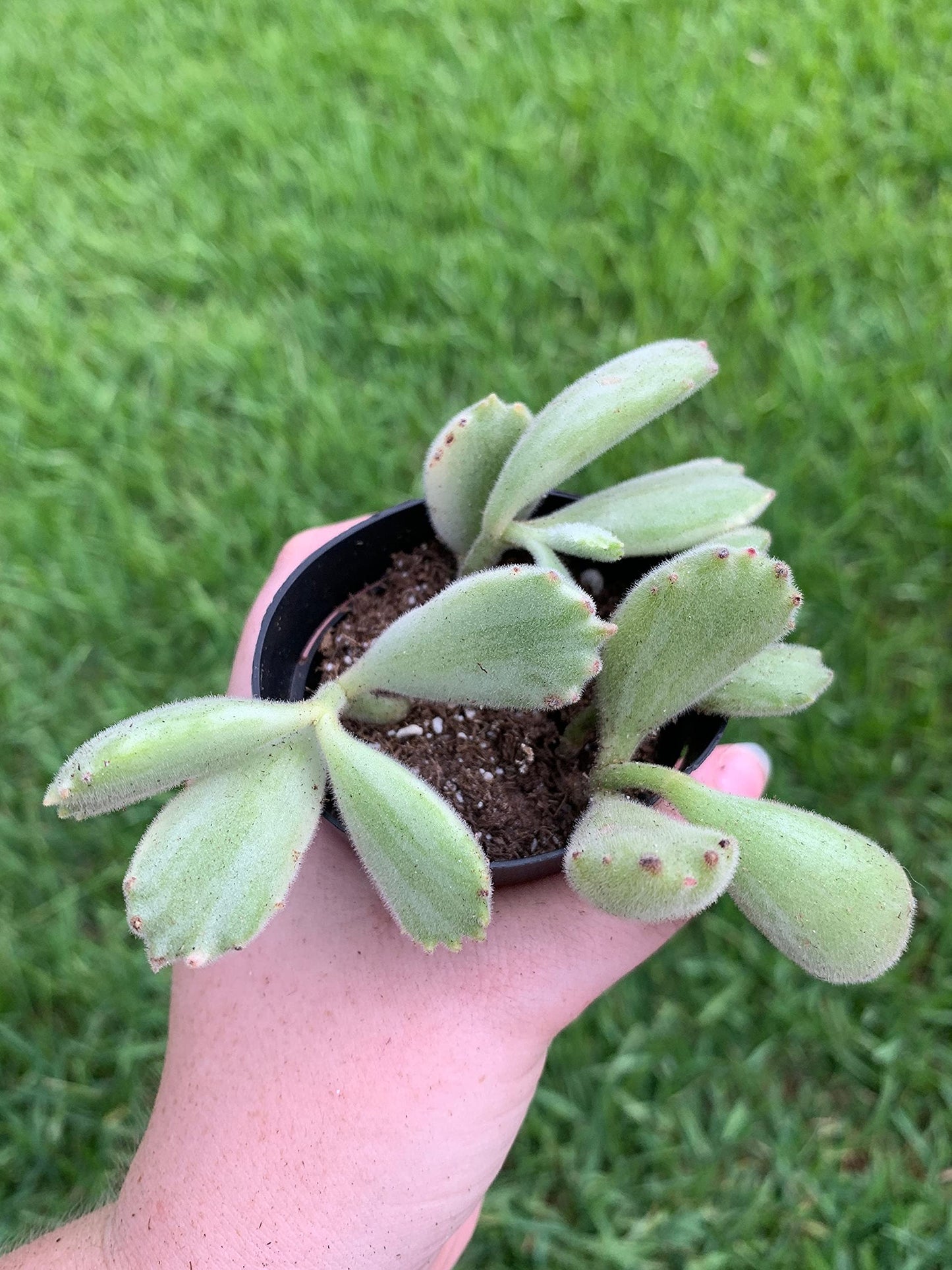 Variegated Bear Paw Succulent Cotyledon Ladismithiensis (2 inch) Rare Healthy Live Succulent