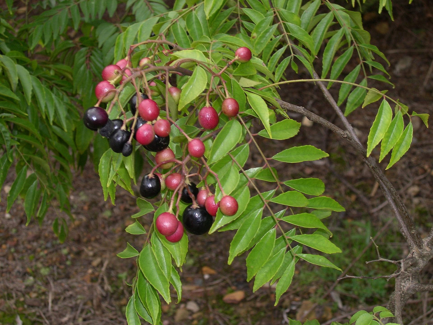 Curry Leaf Plant. Live Plant. Fragrant, Beautiful, Edible. Easy Grow. Indian Cooking Must Have. Murraya Koenigii. (2 Cups)