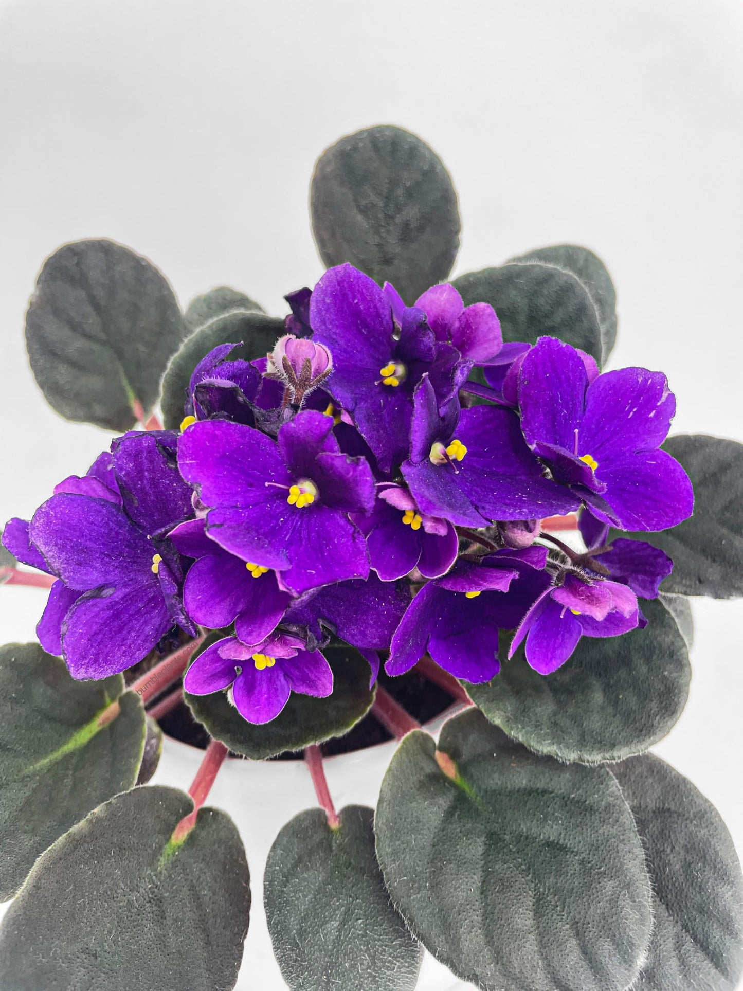 African Violet Live Plant Purple Flowers 4" Pot Indoor Houseplant Blooming Live Flowering Plant Easy Care Gift for Home or Office