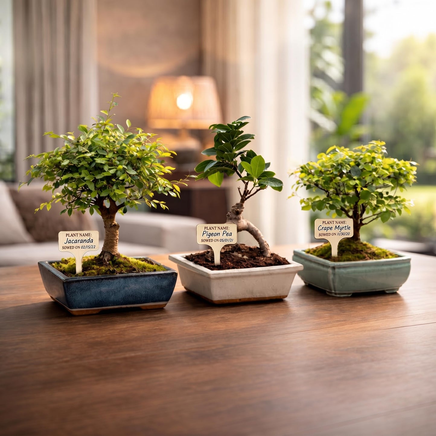 AVERGO Bonsai Tree Kit Deluxe - 5X Unique Japanese Bonzai Trees | Complete Indoor Bonsai Starter Kits from Seeds to Trees – DIY Gardening Gifts for Mother's Day, Women & Men