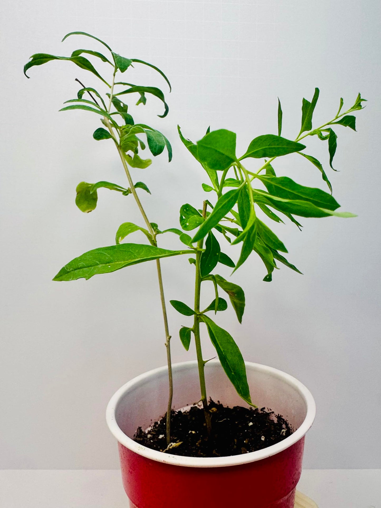 Live Goji Berry Plant, Goji Berry Rooted Ready to Plant, 4 to 10 Inc Tall Goji Bush Live
