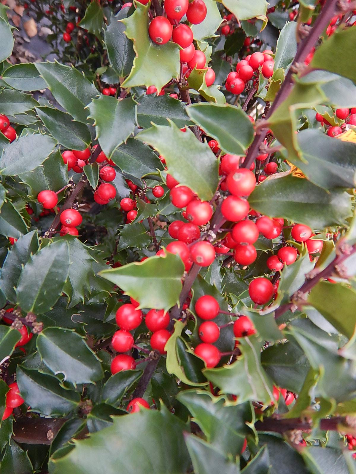 Ilex X meserveae 'Berryific' (Holly) Evergreen, Male & female in same pot, #3 - Size Container