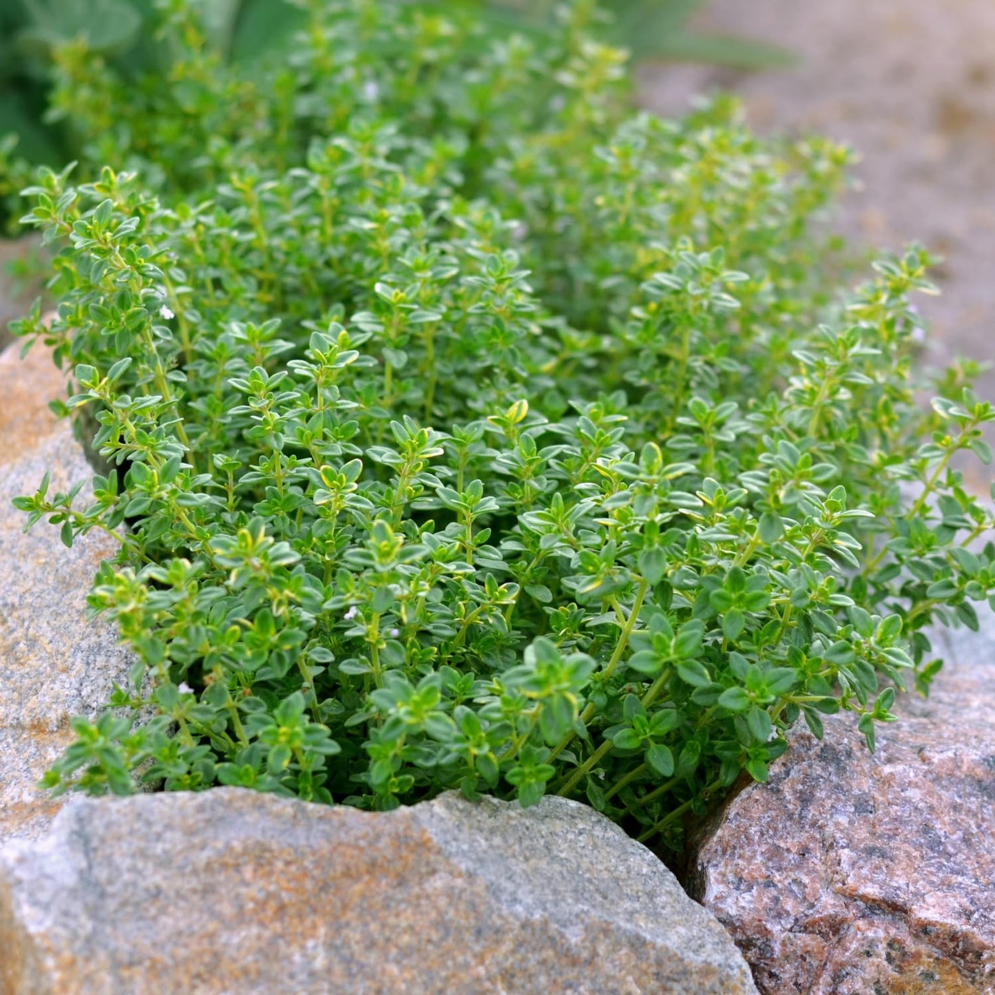 Sets 3 Lemon Thyme Plants, 3-6 Inch Live Lemon Thyme for Planting, Fragrant Culinary Herb for Indoor Outdoor Gardening