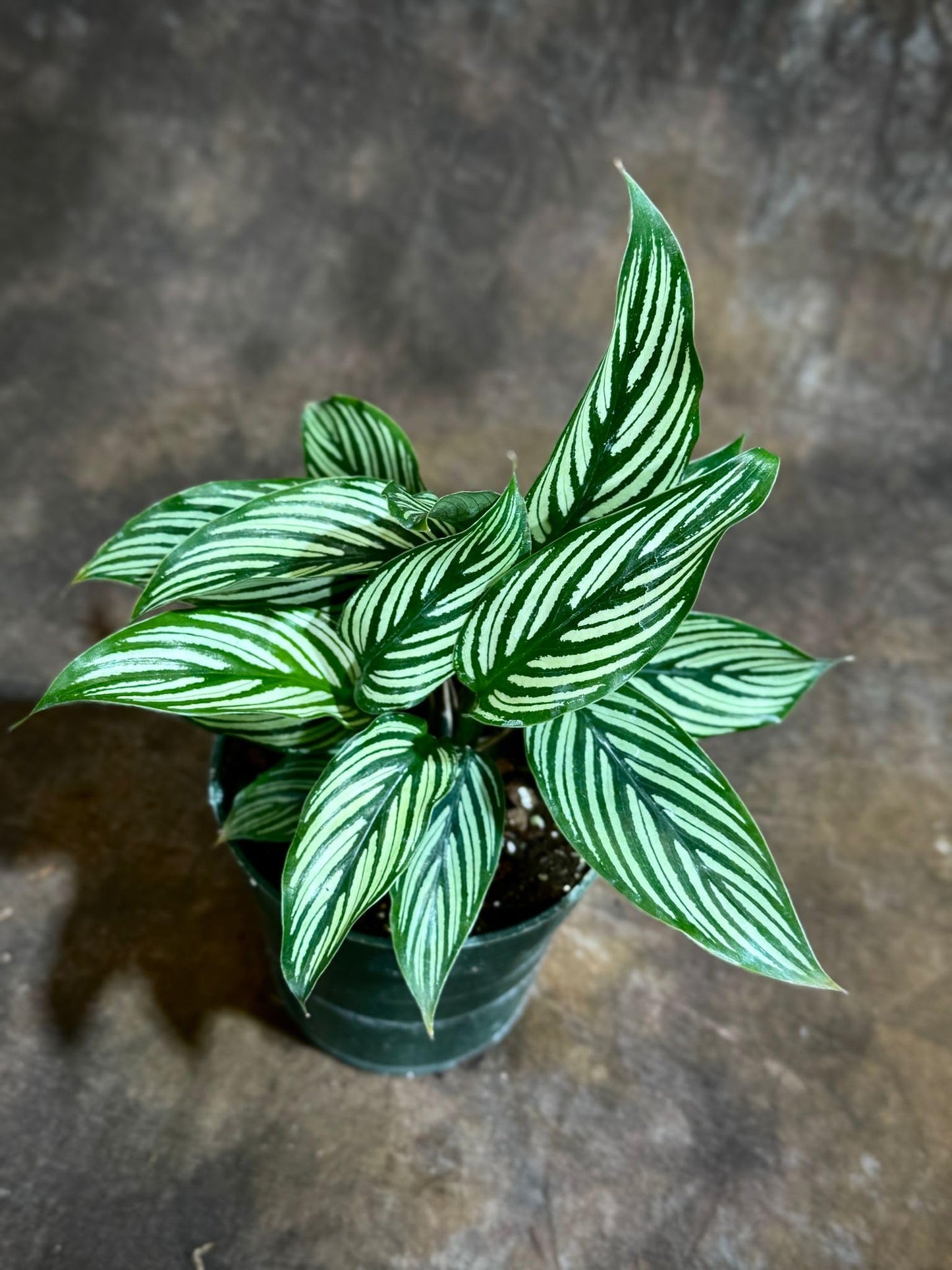 PLANTVERS Live Calathea Plant – Easy Care & Low Maintenance Tropical Houseplant – Air Purifying Indoor Plant for Low Light & Home Décor (Calathea Vittata 4" Grow Pot, 4" Grow Pot)