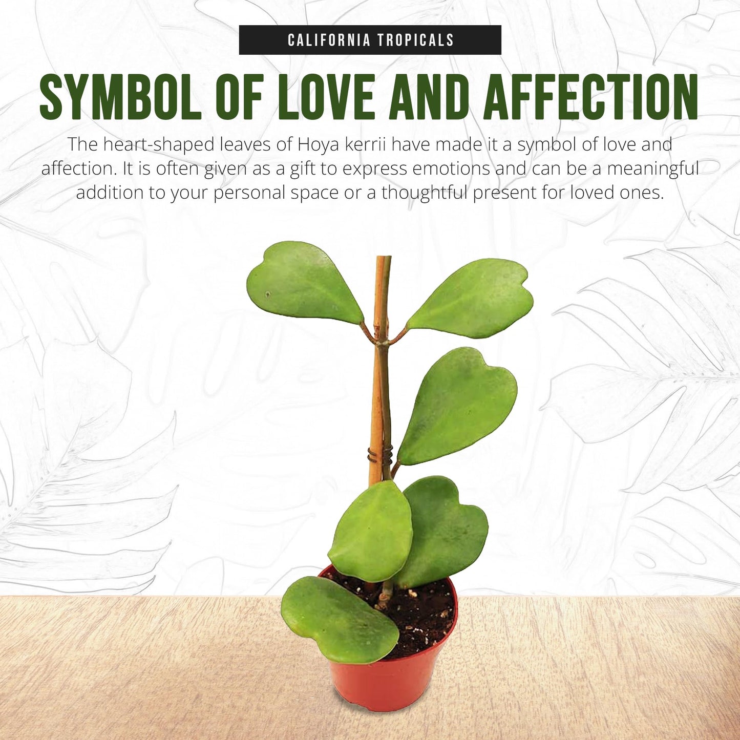 California Tropicals Hoya Kerrii Tall Heart-Shaped Live Houseplant- Unique Indoor House Plant, Perfect for Home Decor, Gifts, Garden, Gardening, Small Pot - Real Pants for Office