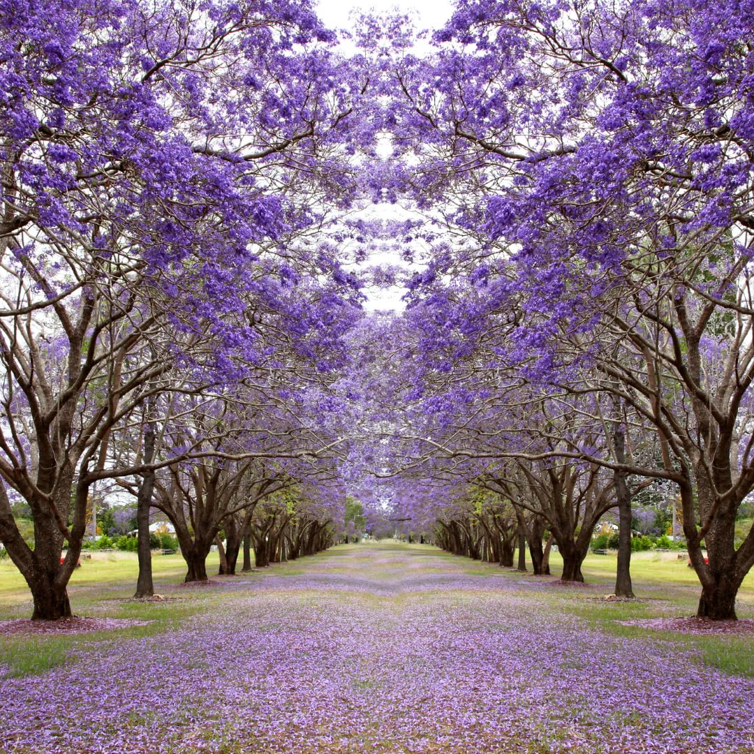 Live Jacaranda Tree Plant, Purple Blue Flowering Jacaranda, 6-10 Inches Tall for Indoor or Outdoor Gardens